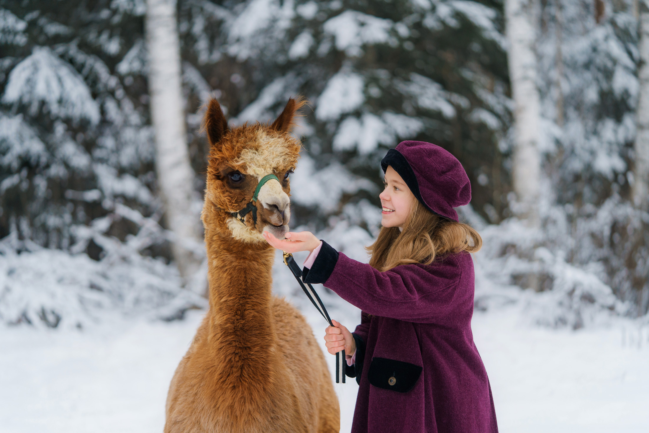 Lapsikuvaus alpakkatilalla
