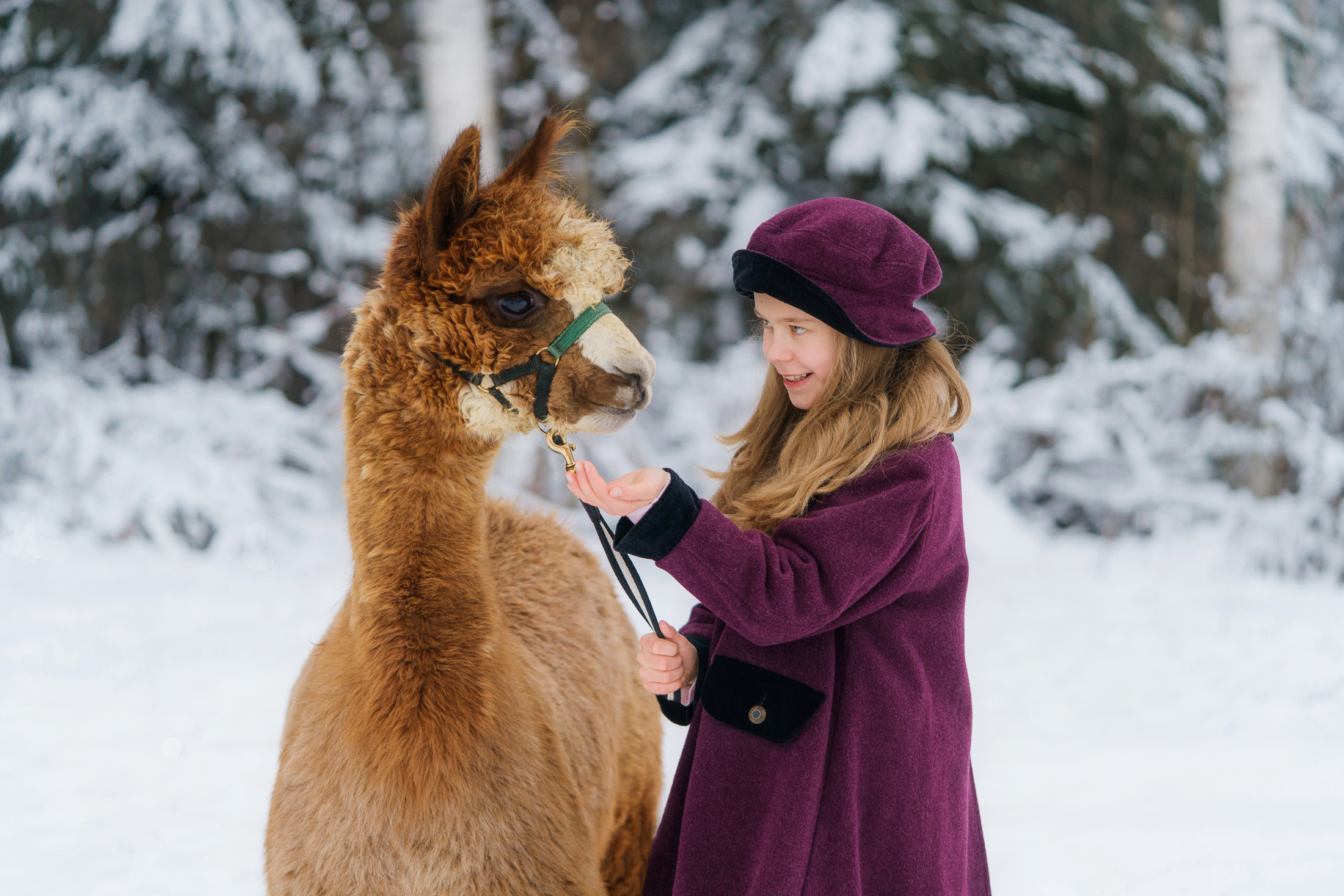 Lapsikuvaus alpakkatilalla
