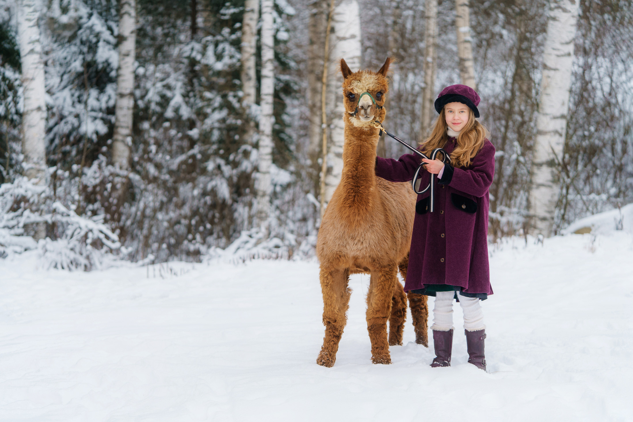 Lapsikuvaus alpakkatilalla
