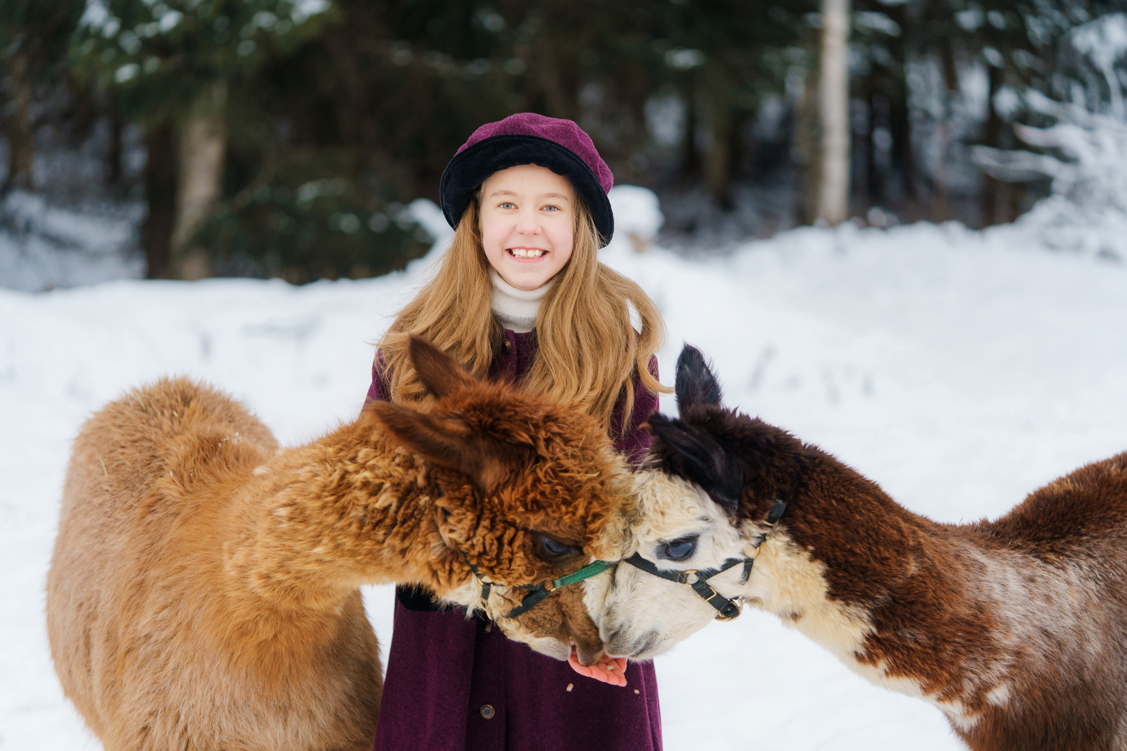Lapsikuvaus alpakkatilalla