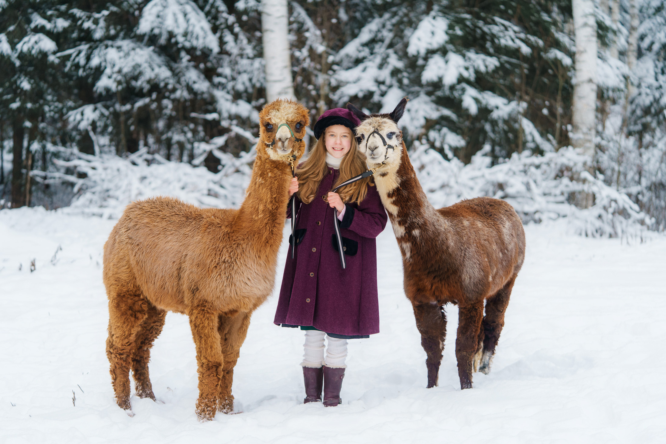 Lapsikuvaus alpakkatilalla