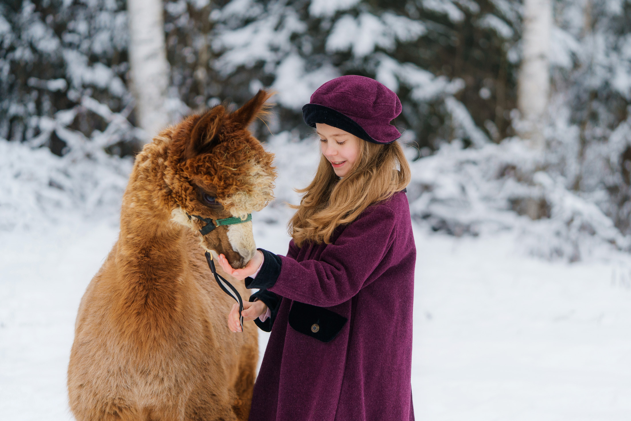 Lapsikuvaus alpakkatilalla