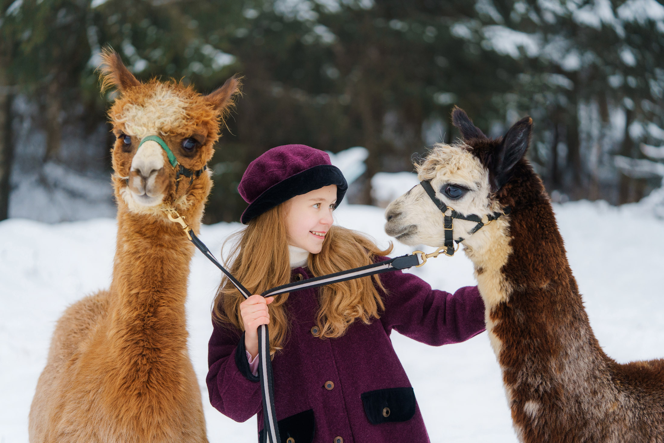 Lapsikuvaus alpakkatilalla
