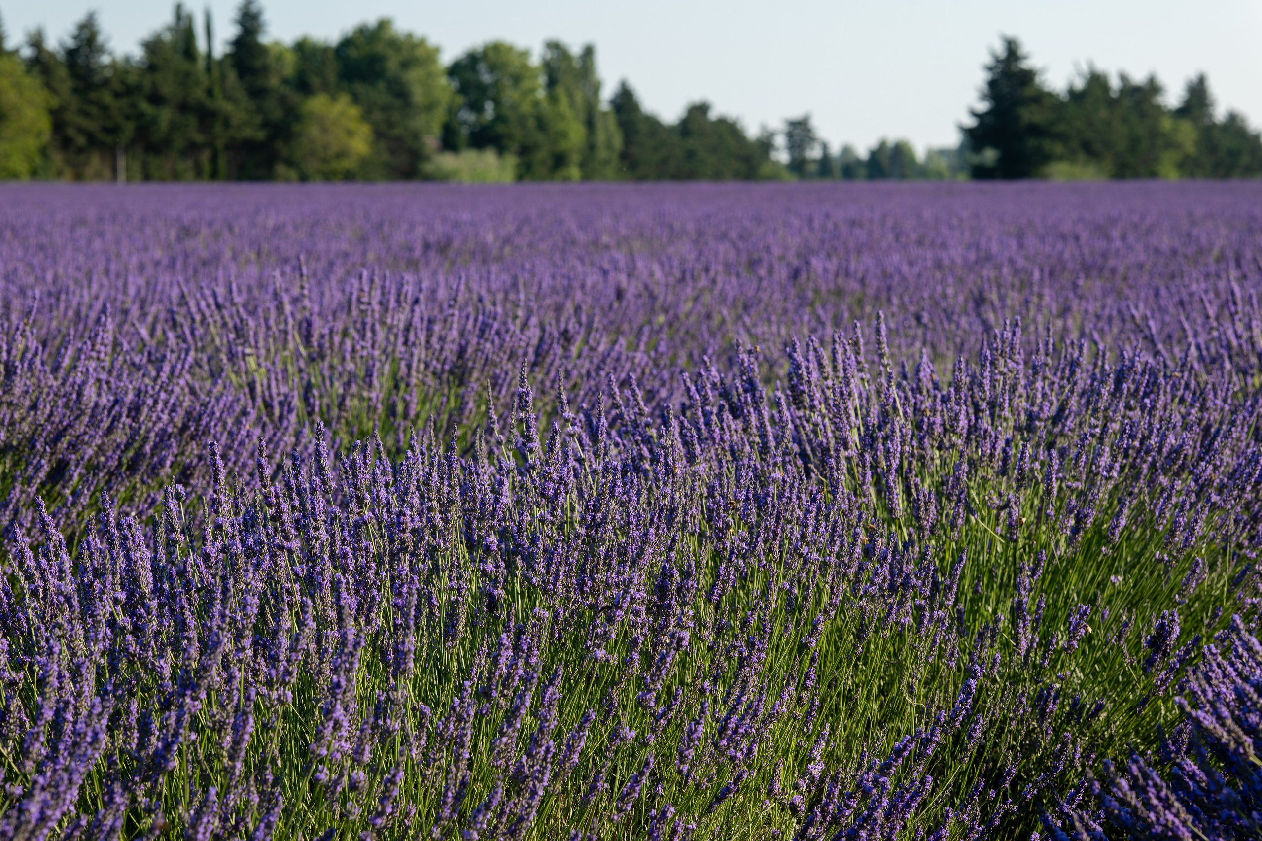Shooting dans le champs de lavande. Photographe et retoucheuse des images des produits à Avignon en France