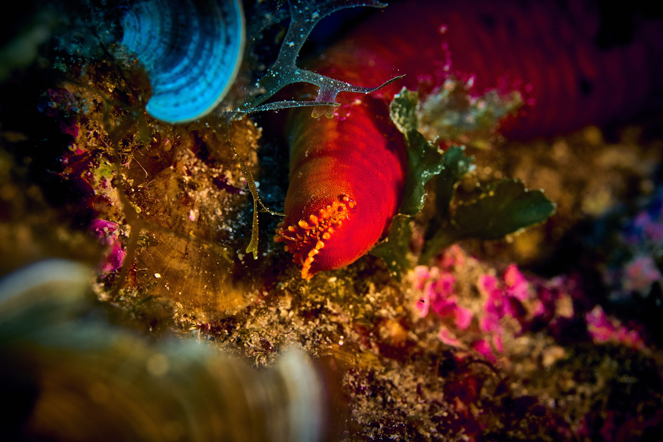 Fotograf podwodny Andriej Szypiłow - Fauna i flora Czerwonego i Adriatyckiego Mórz. Andriej Szypilow - Fotografia & Wideografia