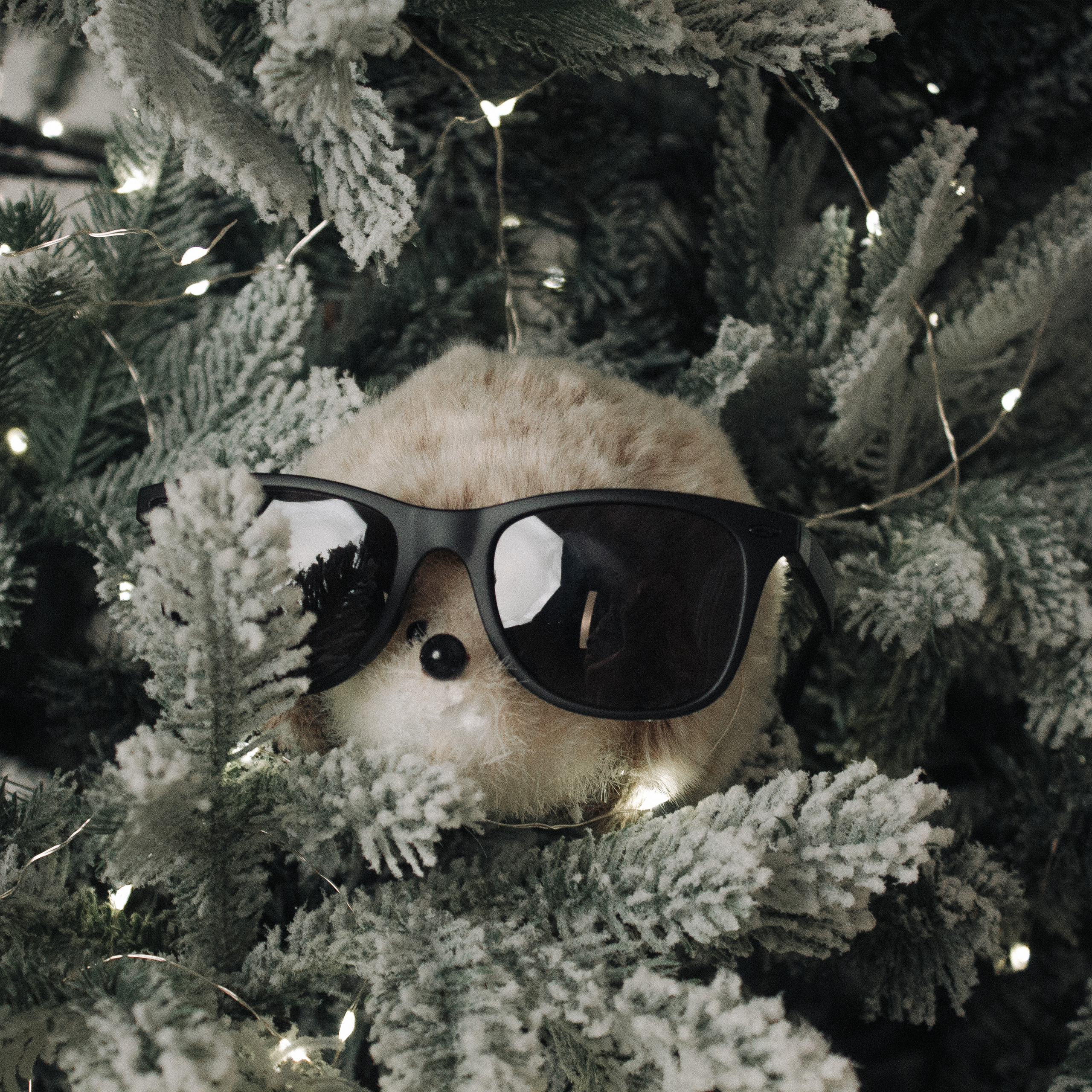 Роман (музыкант). Свадебный и портретный фотограф в Белграде Екатерина Македонская