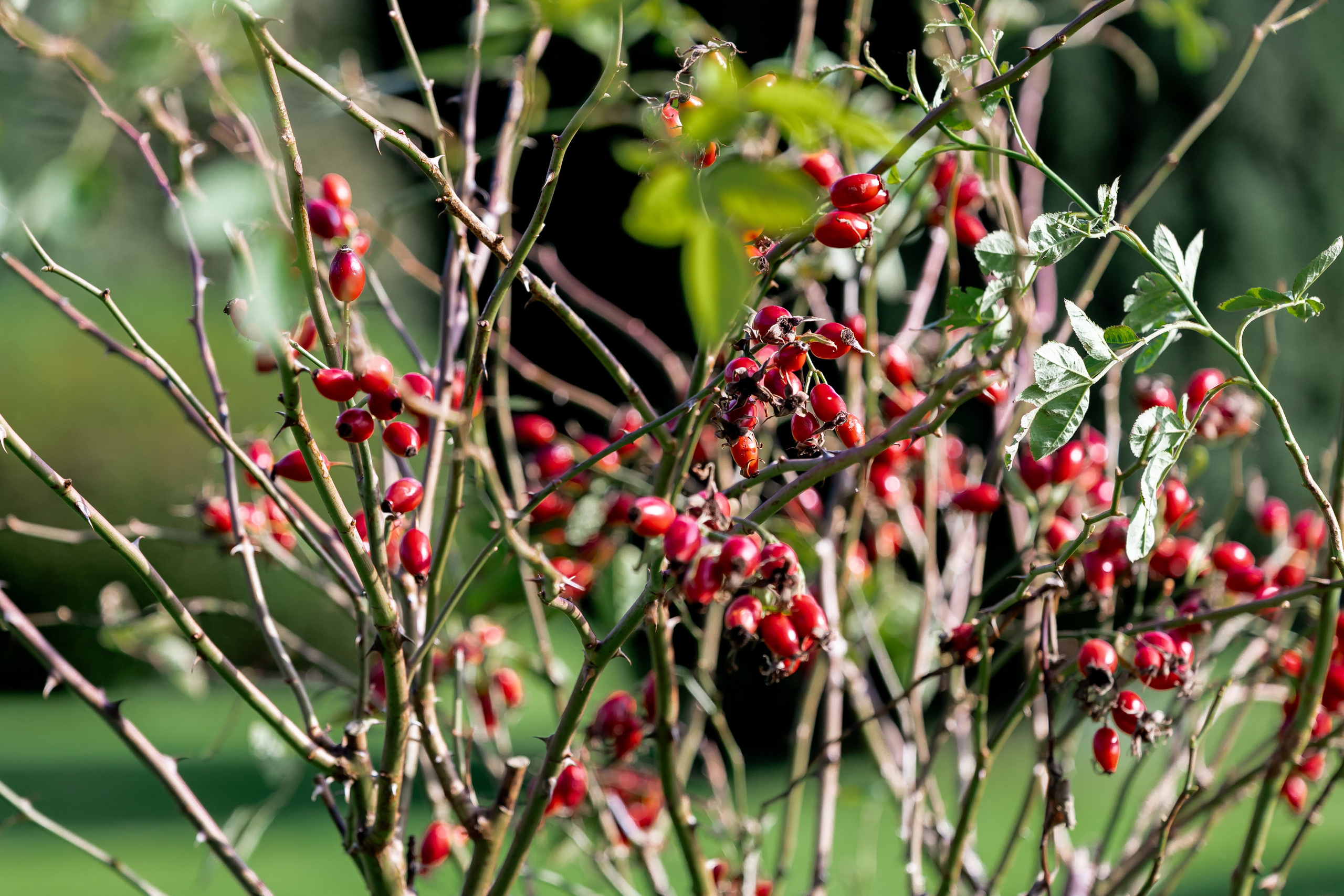 BobFest'23 in 2 days — TRUE LEGEND. September, 2023. Timeless Wedding & Event Photography — based London, working across Europe