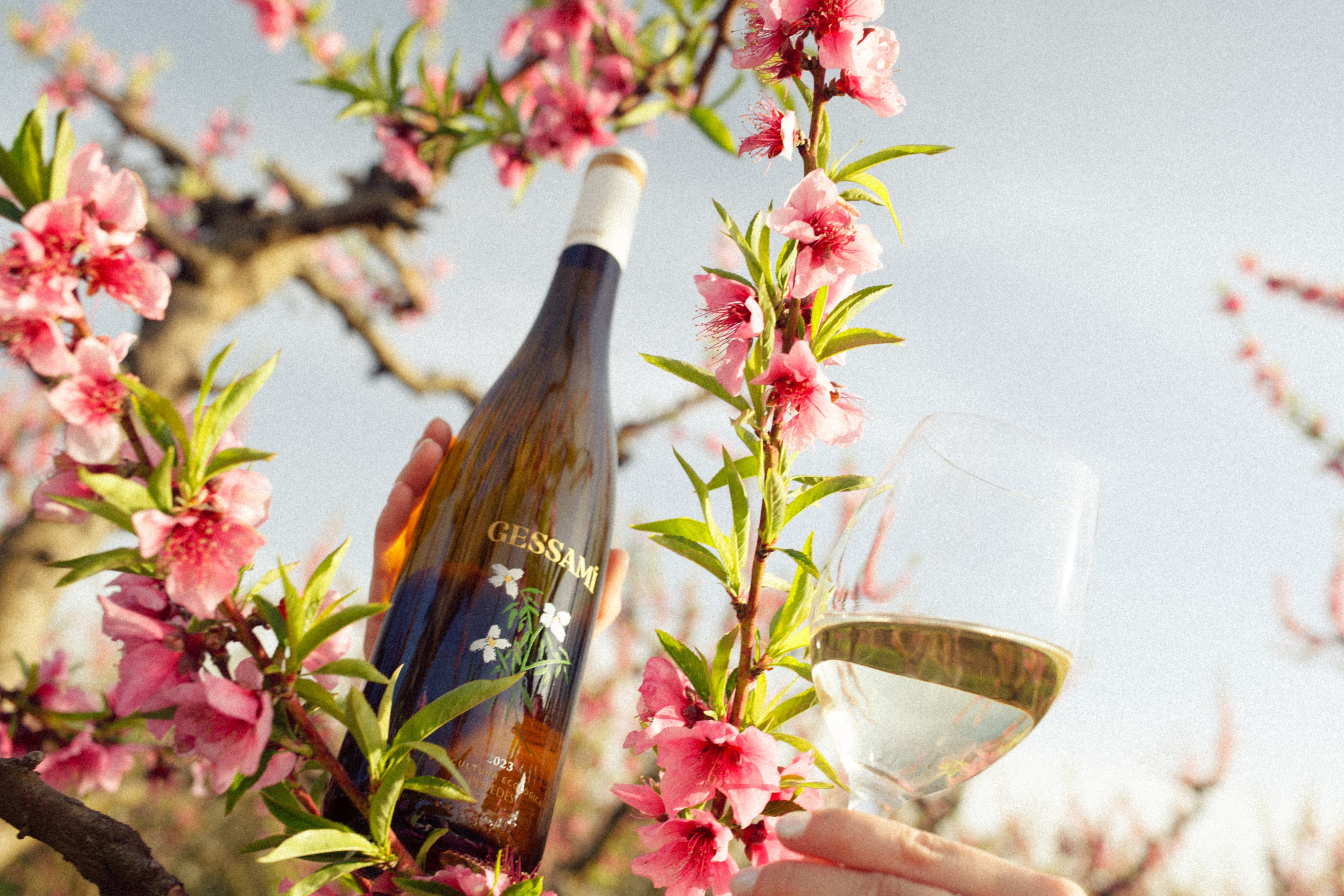 A glass and bottle of light, fragrant wine with fresh fruit character, set against blooming tree close-up