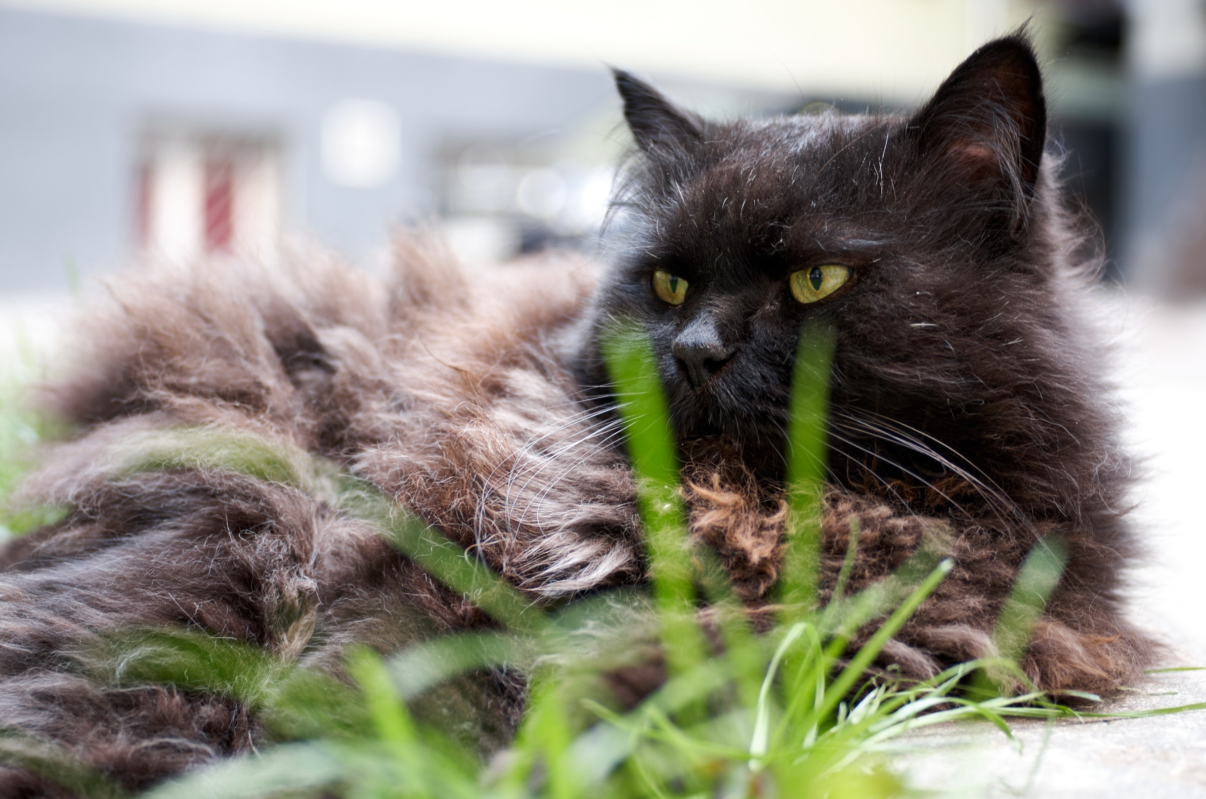 Nature & Wildlife. Yuri Popkov | Photographer