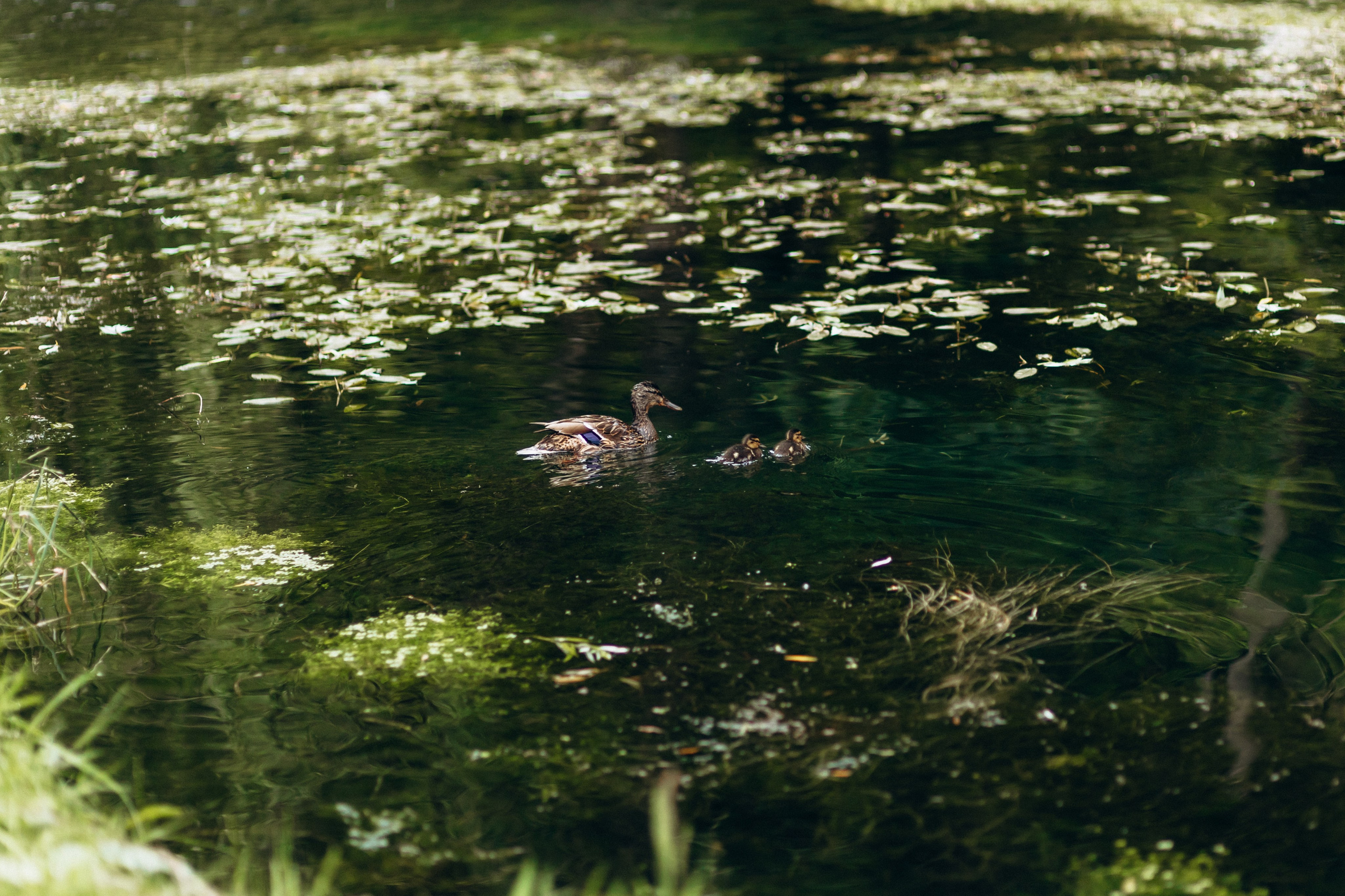 Sasha & Vika& Daniel. Wedding and Family Photograph