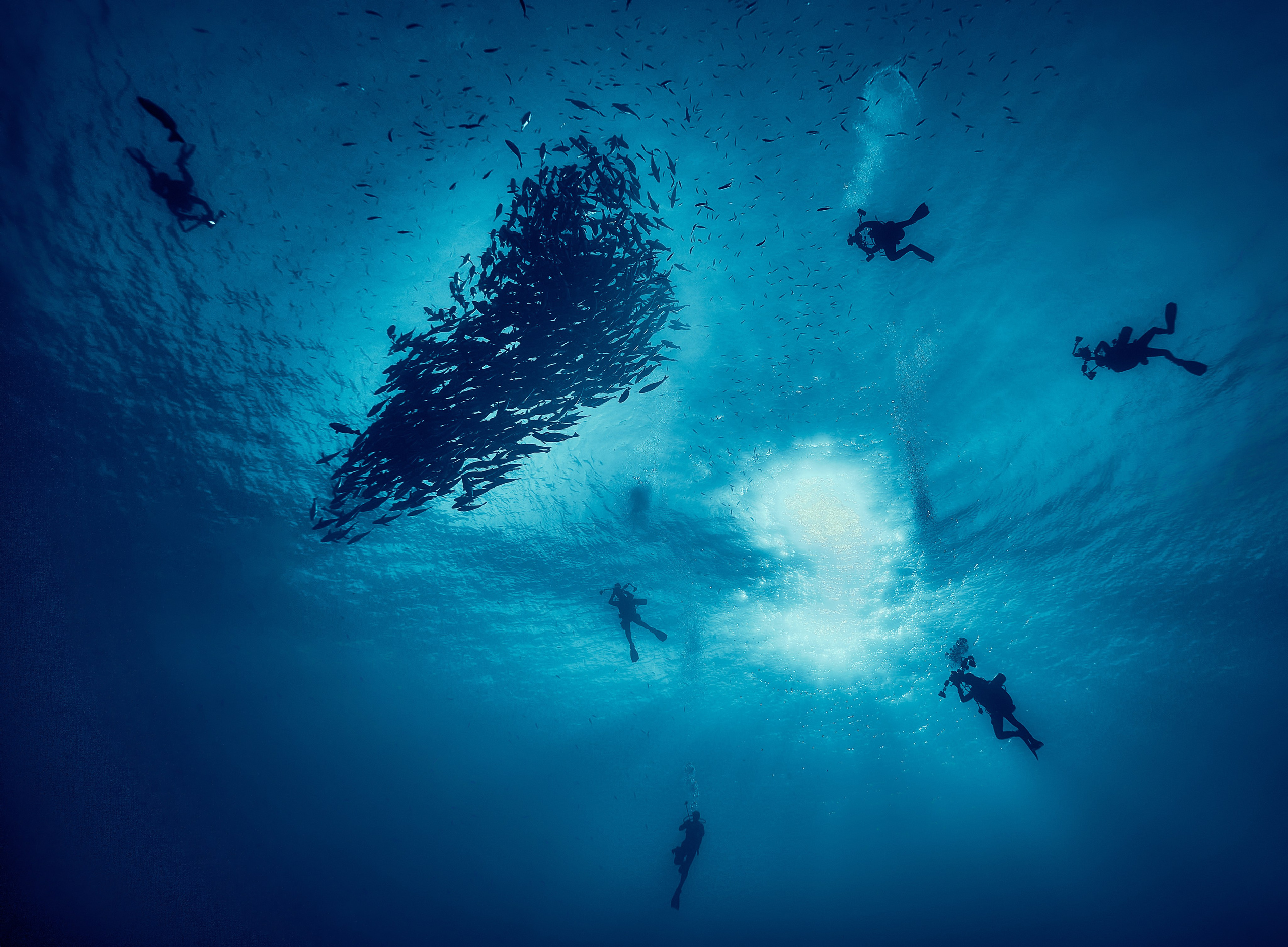 Fotograf podwodny Andriej Szypiłow - Fauna i flora Czerwonego i Adriatyckiego Mórz. Andriej Szypilow - Fotografia & Wideografia