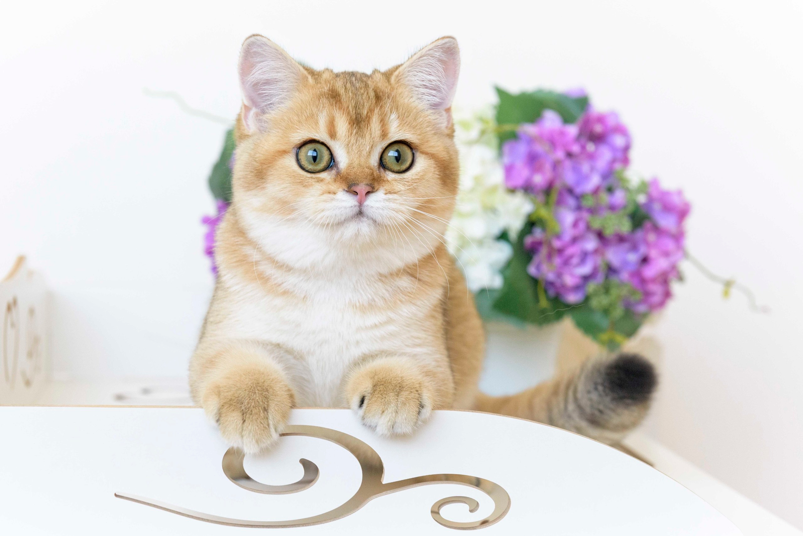 Питомник британских золотых шиншилл в Сочи, британские кошки, питомник британских кошек, питомник золотых шиншилл, питомник золотых британцев, британская кошка Кипр, британская золотая шиншилла Лимассол, питомник британских кошек на Кипре