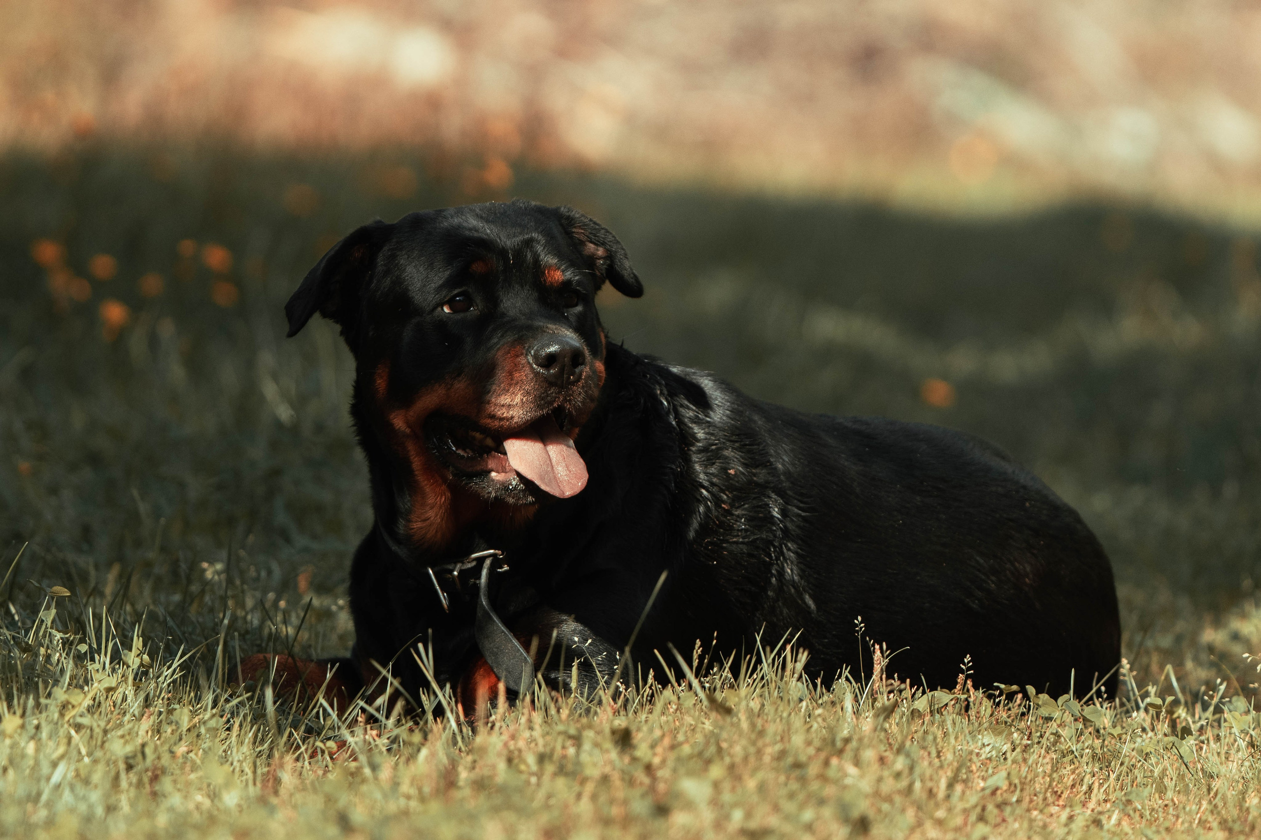 Eläimet. VEKE MEDIA
