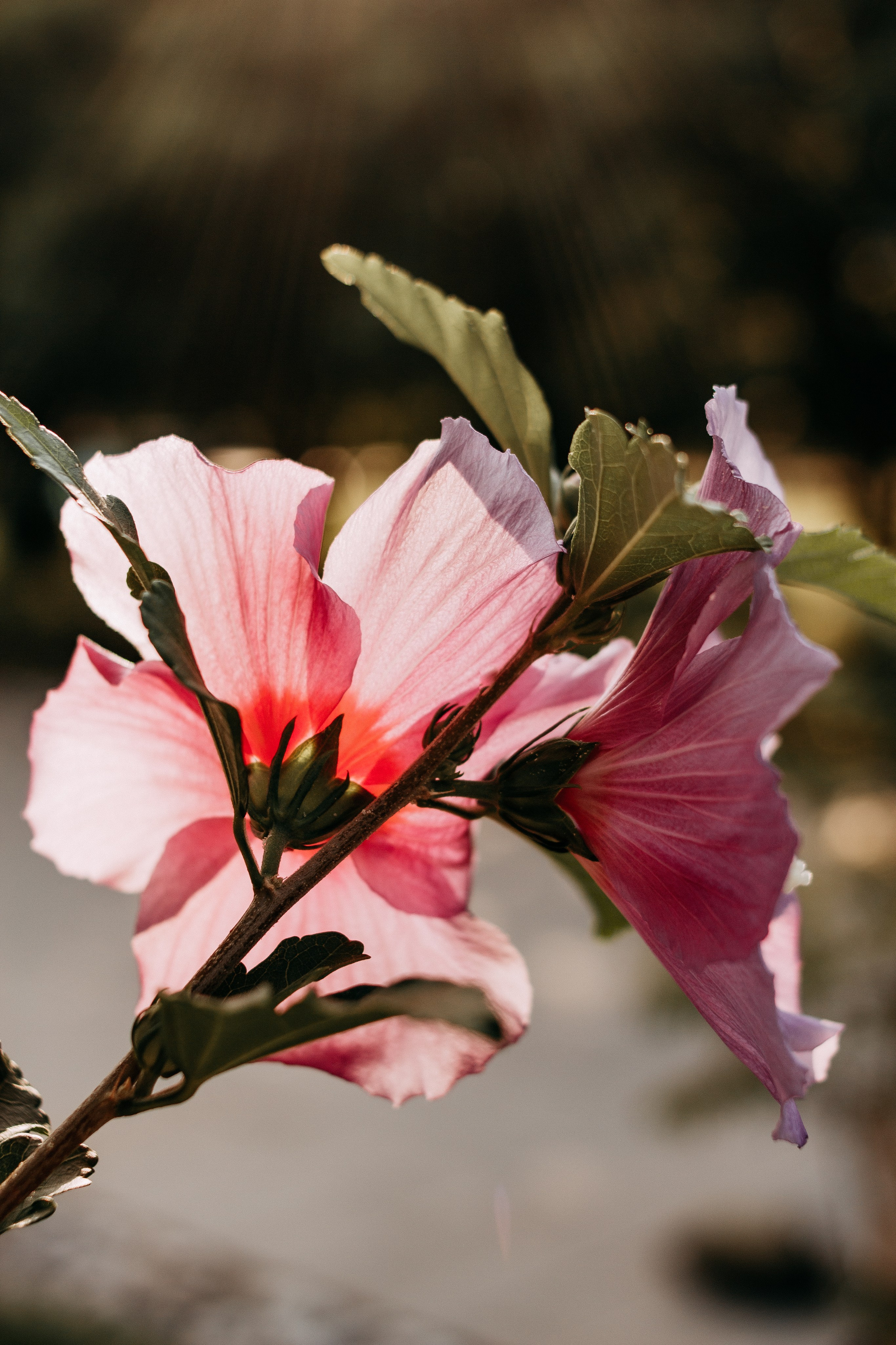 Юля. Свадебный и портретный фотограф в Белграде Екатерина Македонская