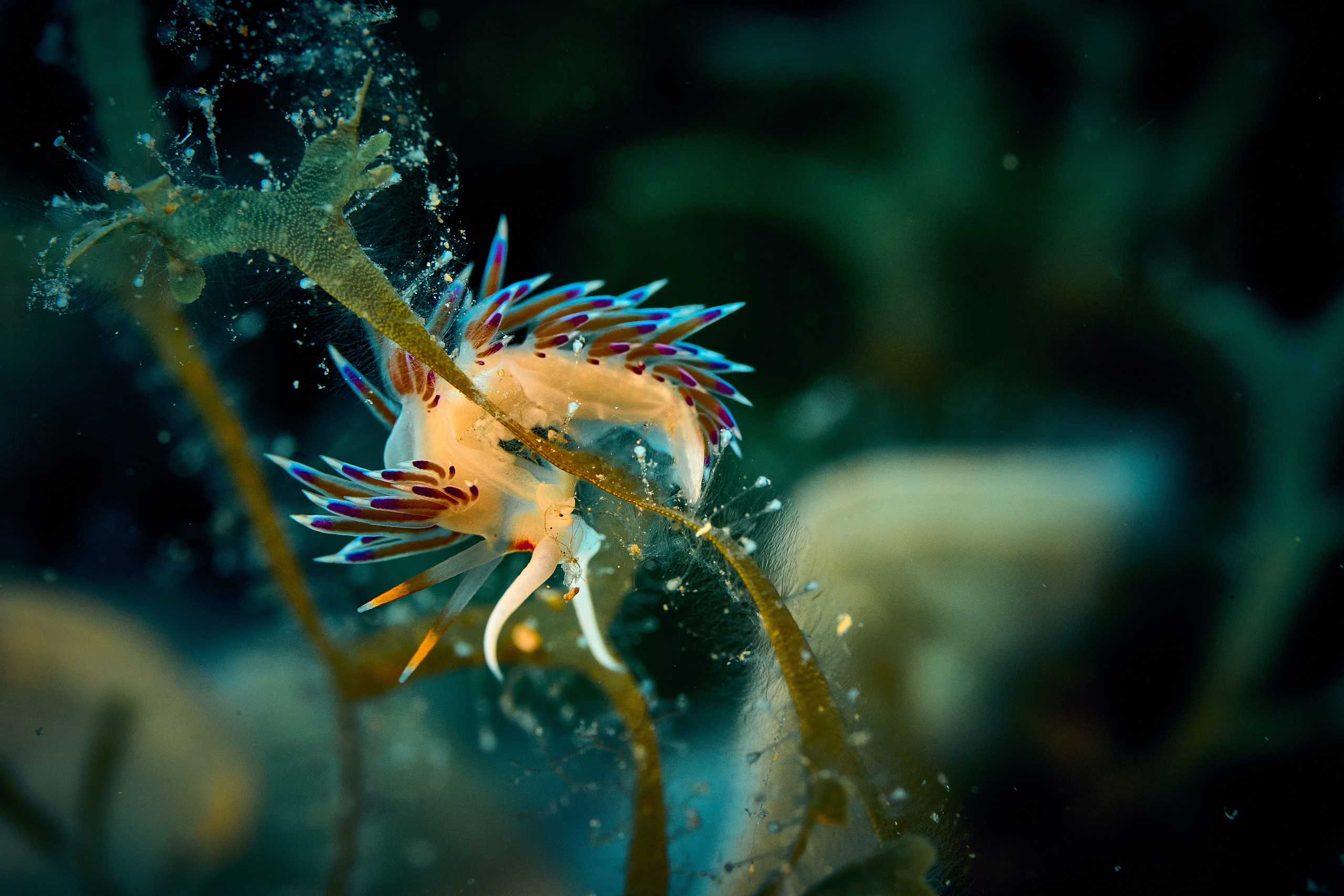 Fotograf podwodny Andriej Szypiłow - Fauna i flora Czerwonego i Adriatyckiego Mórz. Andriej Szypilow - Fotografia & Wideografia