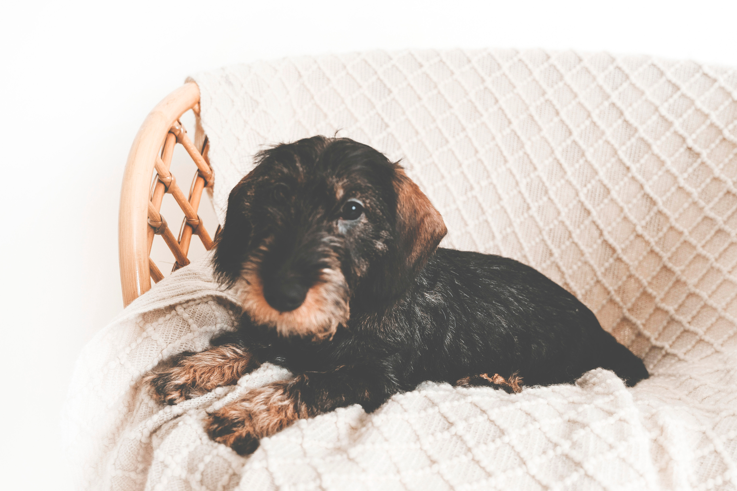 Lemmikit. Senjakulmala.fi