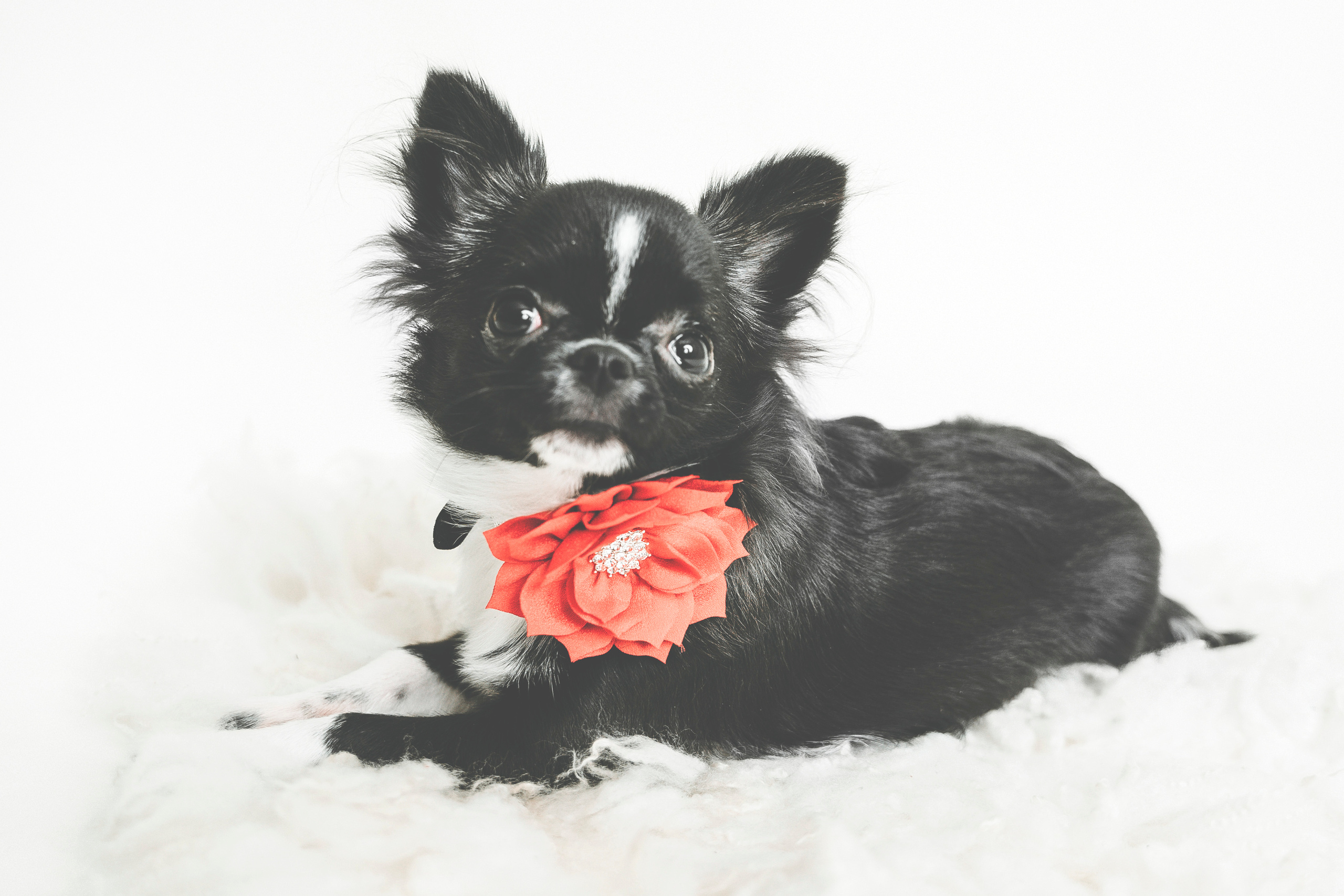 Lemmikit. Senjakulmala.fi