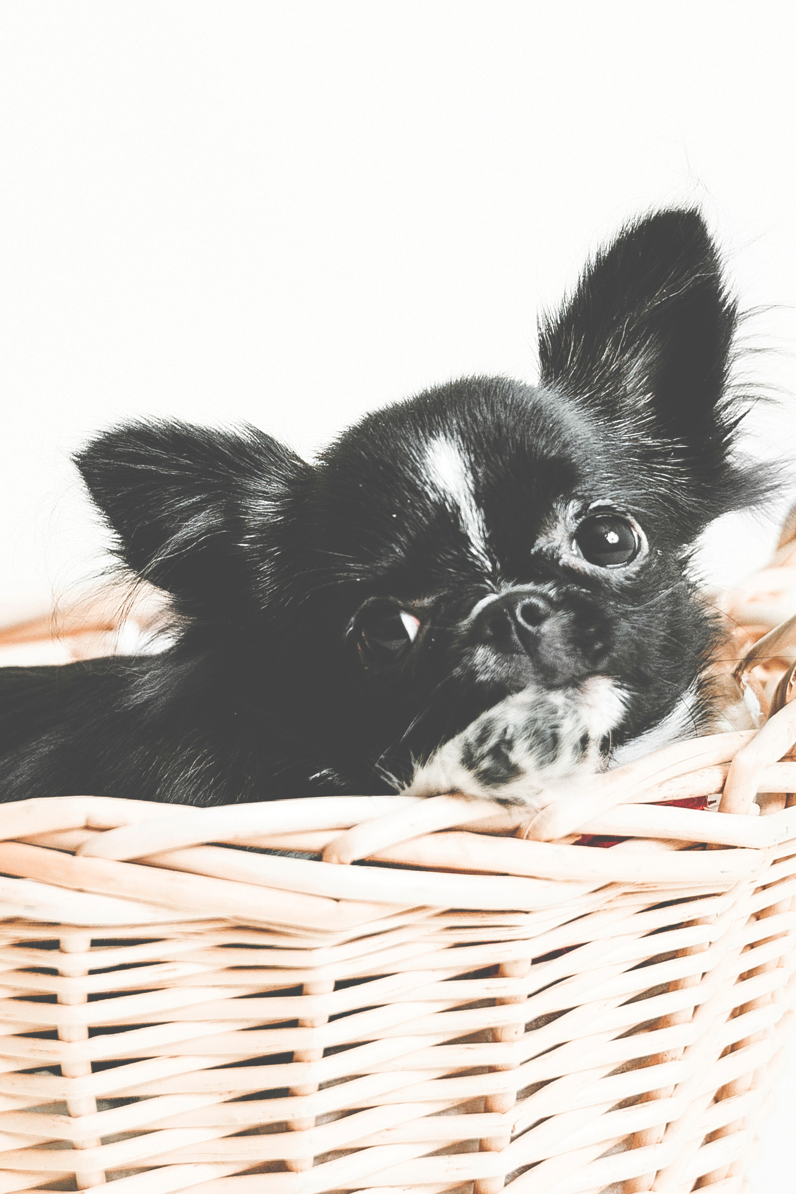 Lemmikit. Senjakulmala.fi