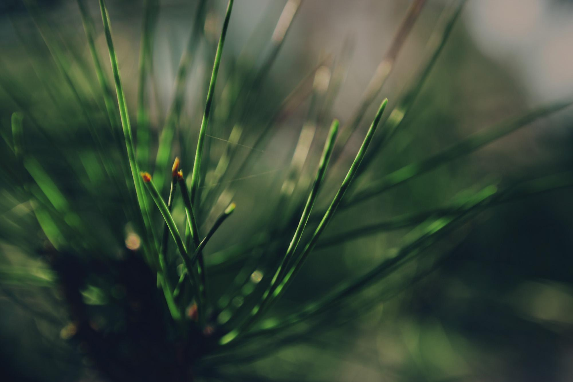 Пейзажная фотография Молдова. Recstudiofilm — Фото видео услуги на свадьбу в Молдове