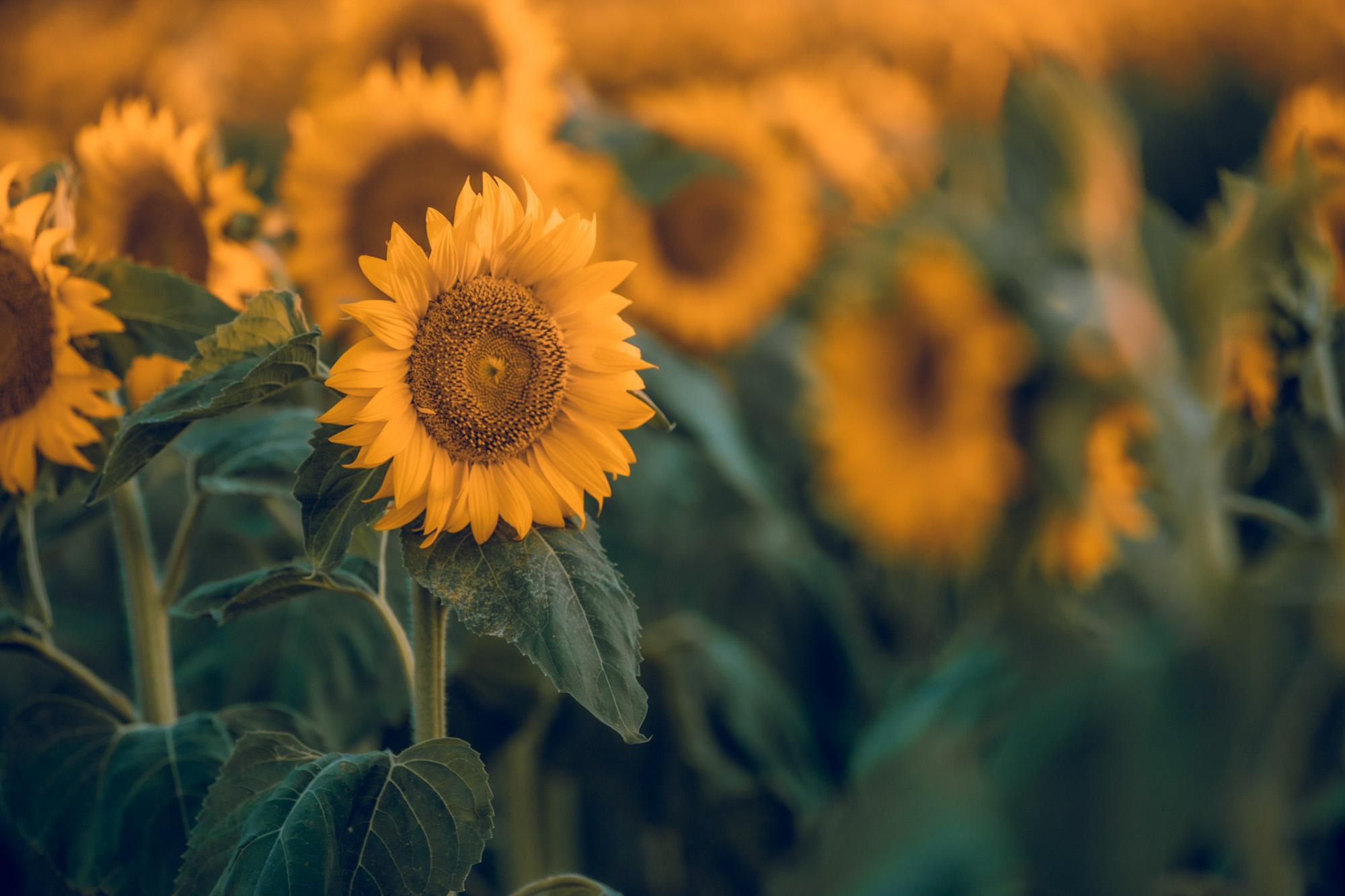 Пейзажная фотография Молдова. Recstudiofilm — Фото видео услуги на свадьбу в Молдове
