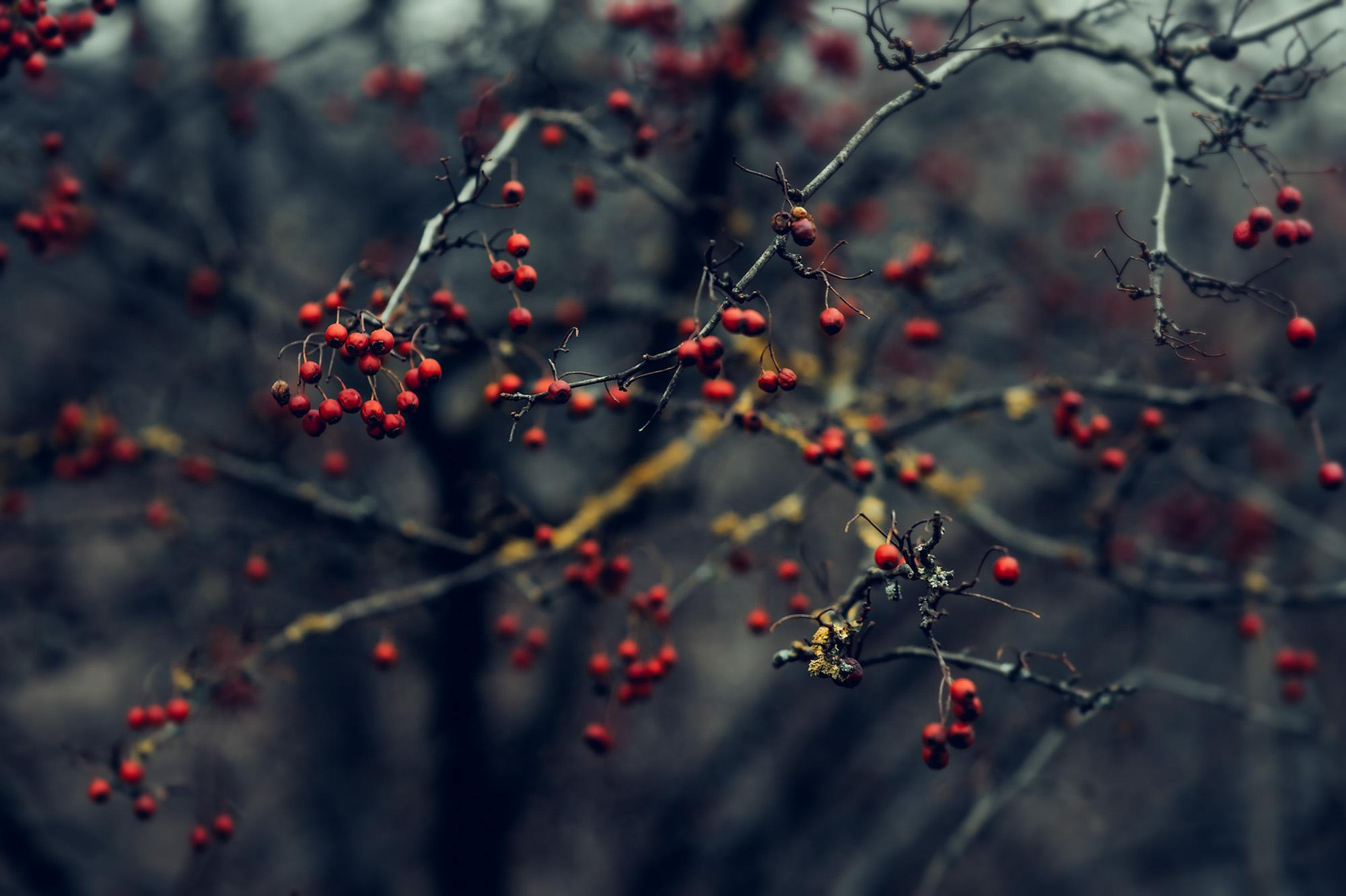 Пейзажная фотография Молдова. Recstudiofilm — Фото видео услуги на свадьбу в Молдове
