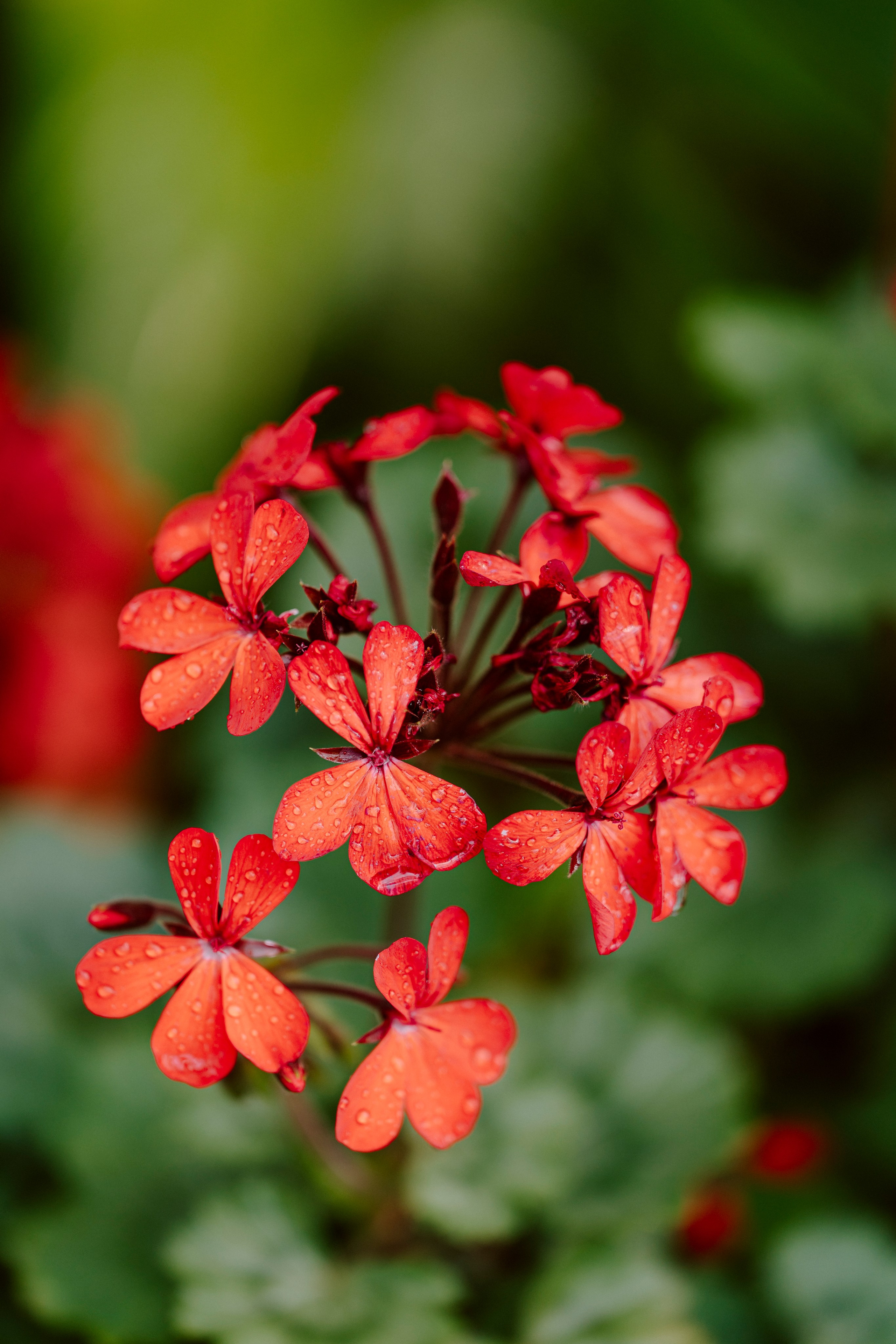 Gallery. Natasha Shakh