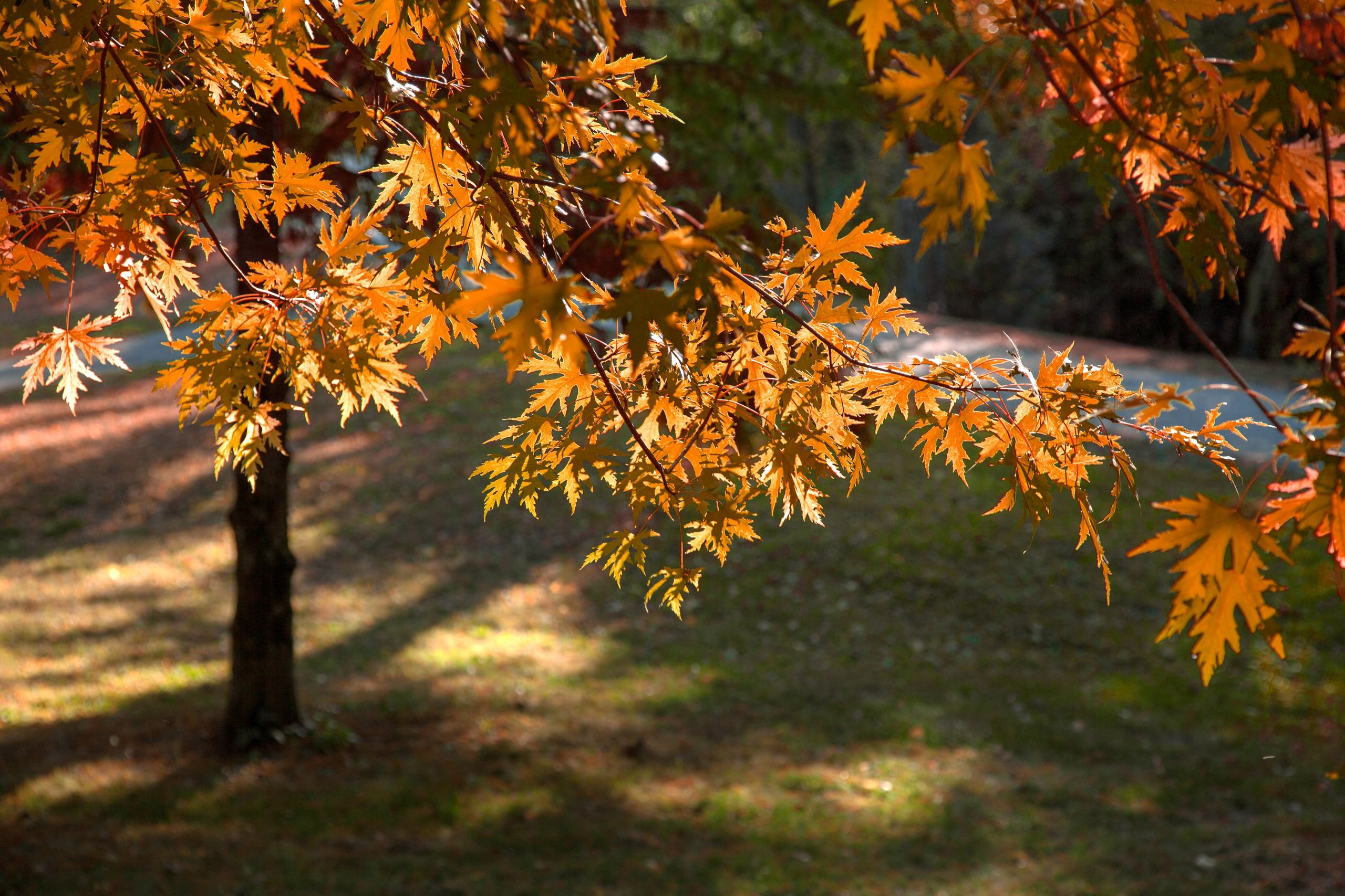 Доступ закрыт. Eugenie Smirnova — wedding, corporate and lifestyle photographer in Toulouse and Southwest France