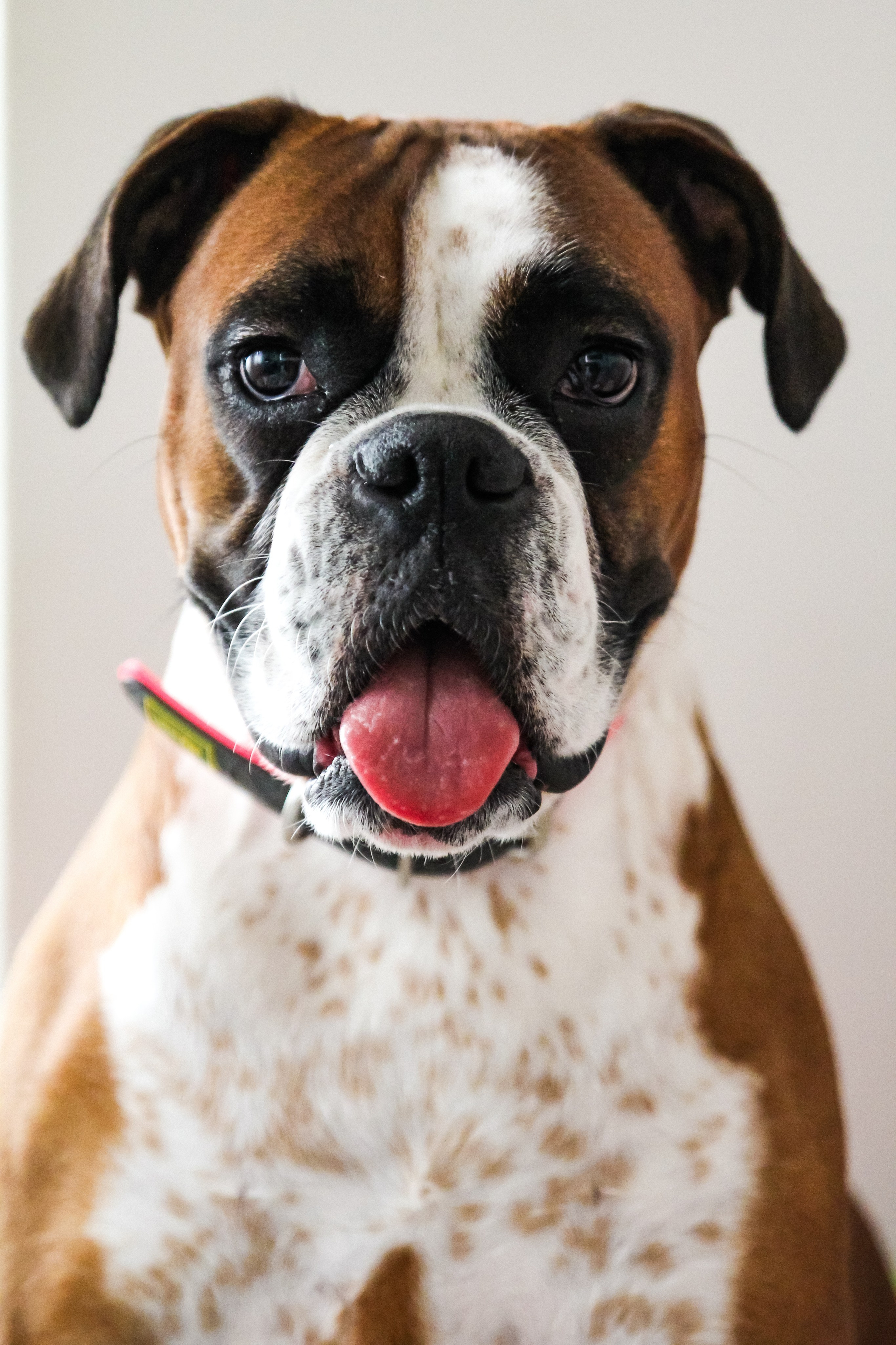 Sesiones fotográficas a mascotas. RabelByCris Fotógrafa en Coruña de Eventos, sesiones, mascotas