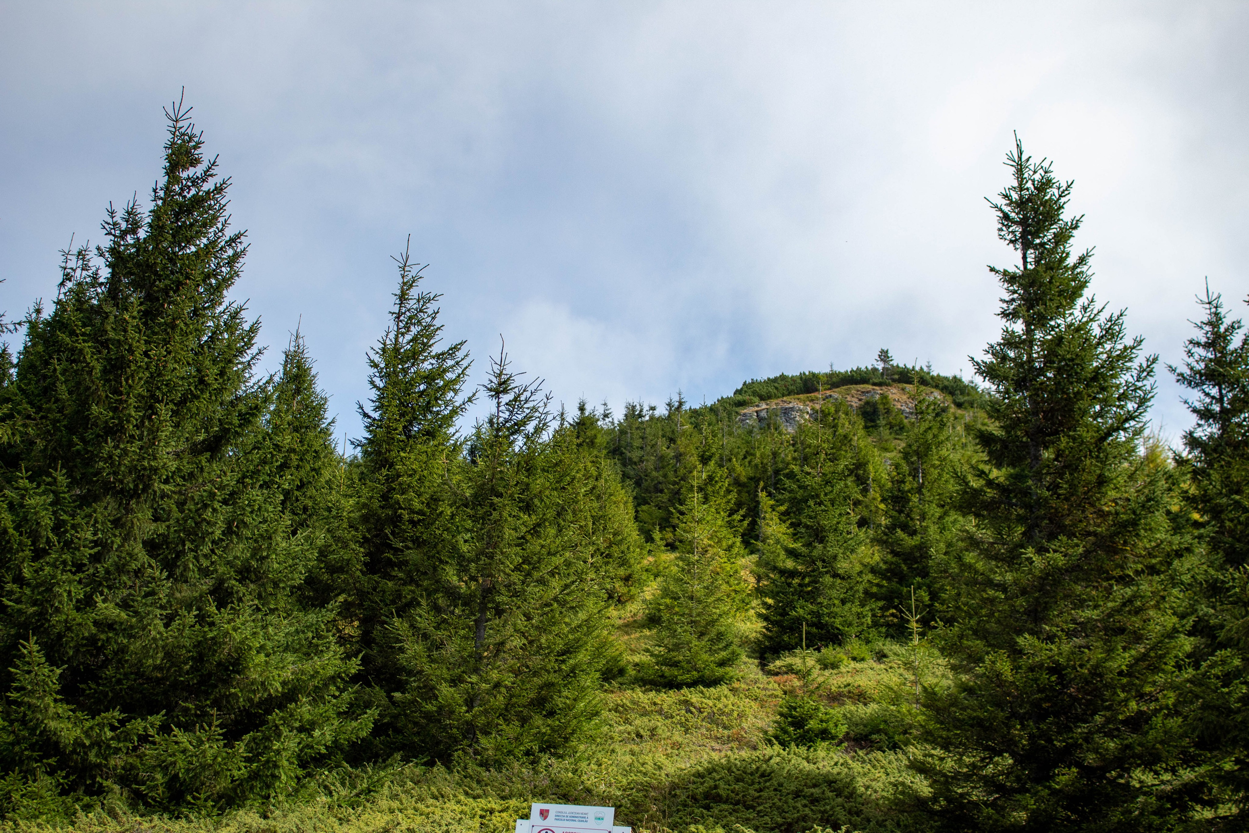 Evergreen trees growing close to a cliff edge with forested hills in the background.