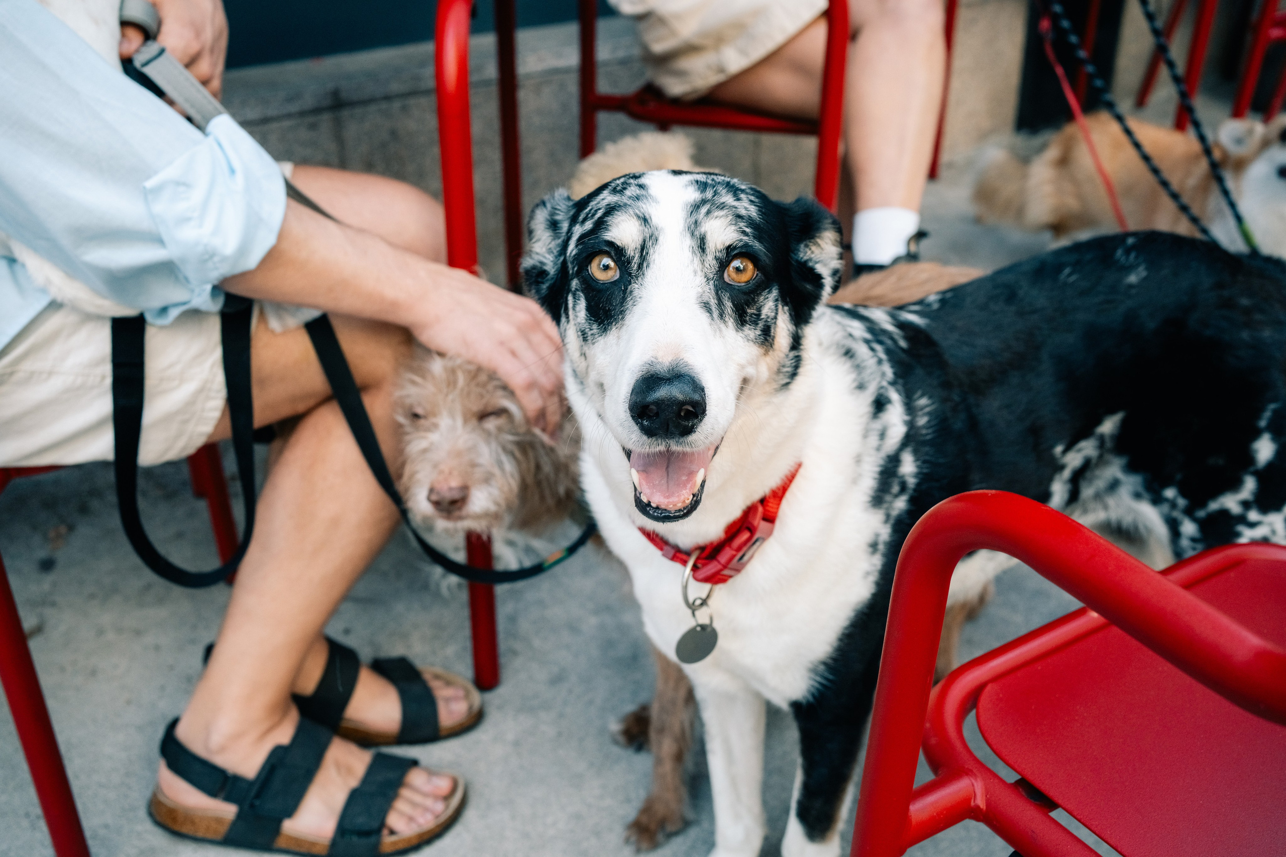 Yana & Pedro & Doggos. Maria Sher. Fotógrafa profissional do Porto, Portugal