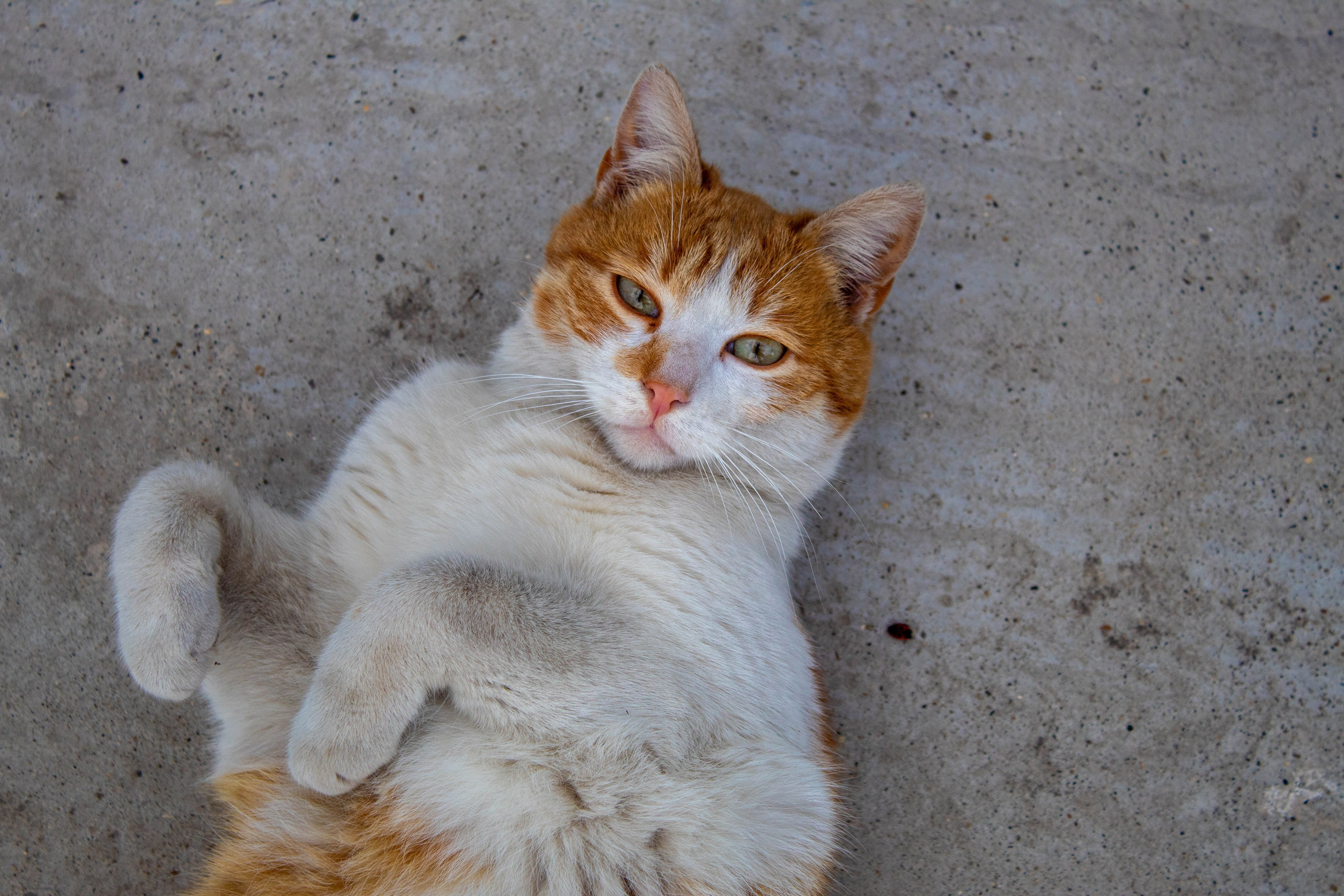 Orange and white cat lying upside down on a concrete surface with paws raised.