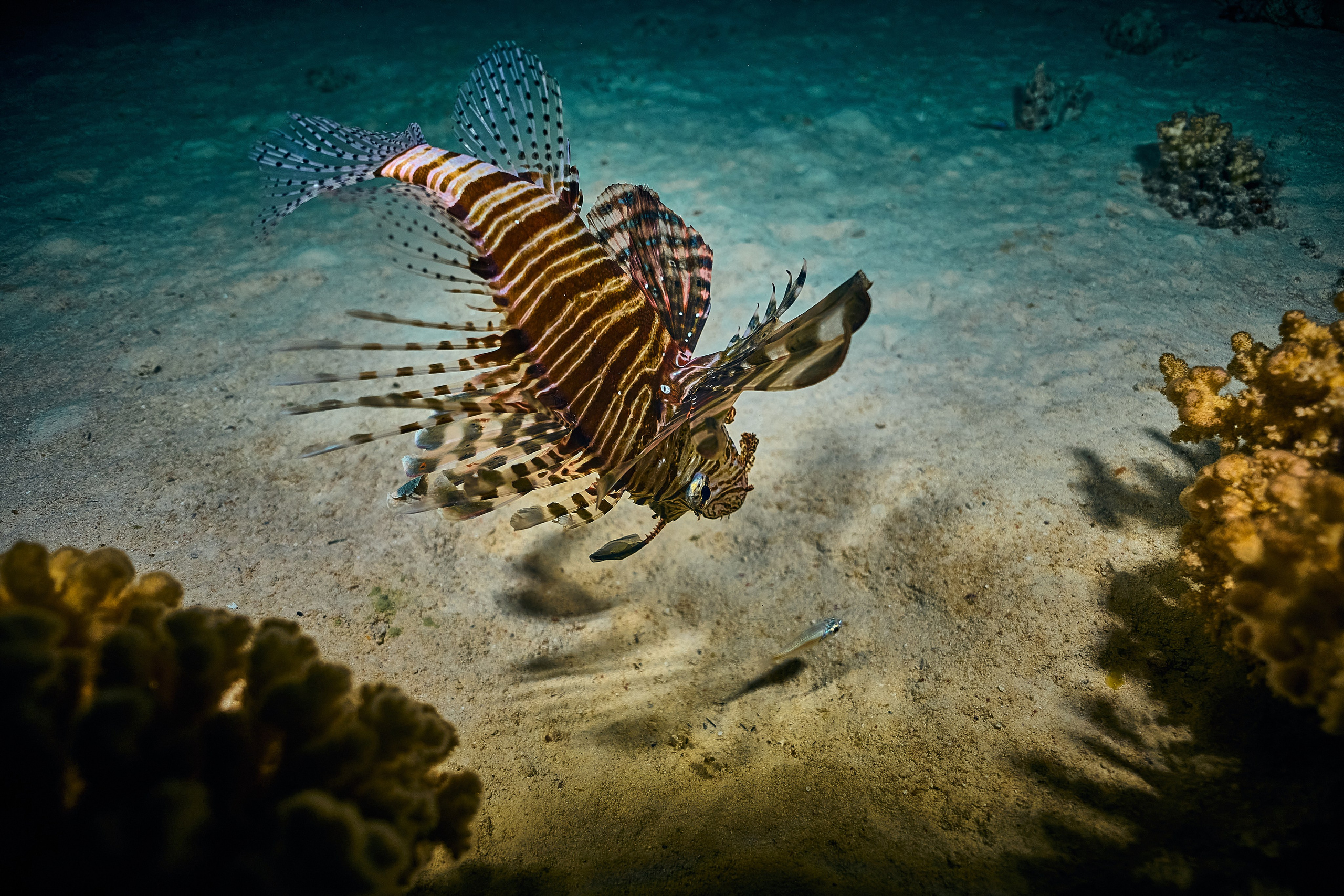 Fotograf podwodny Andriej Szypiłow - Fauna i flora Czerwonego i Adriatyckiego Mórz. Andriej Szypilow - Fotografia & Wideografia