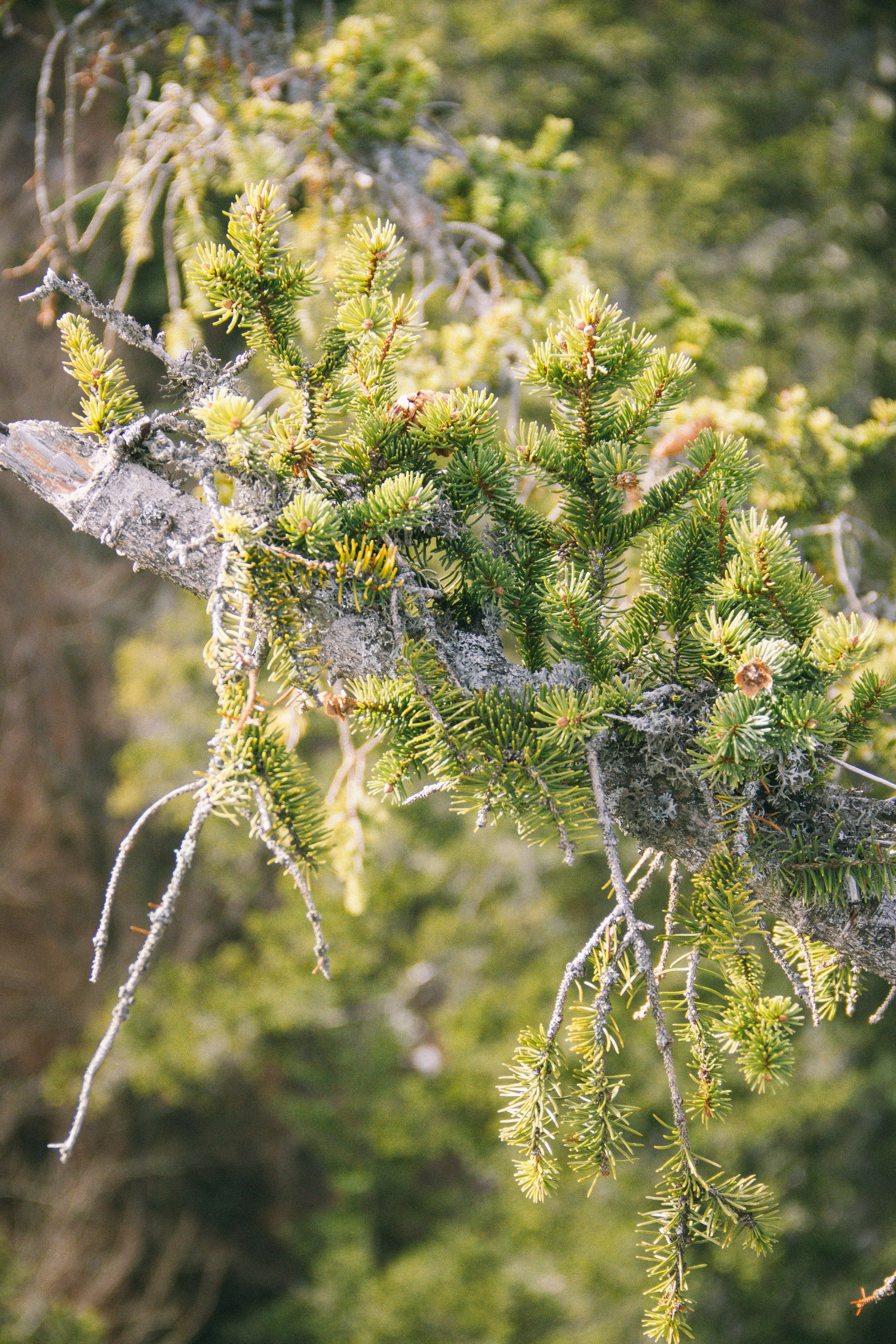 Над вершинами деревьев Baumwipfelpfad. Фотограф в Германии — Мария Чистякова