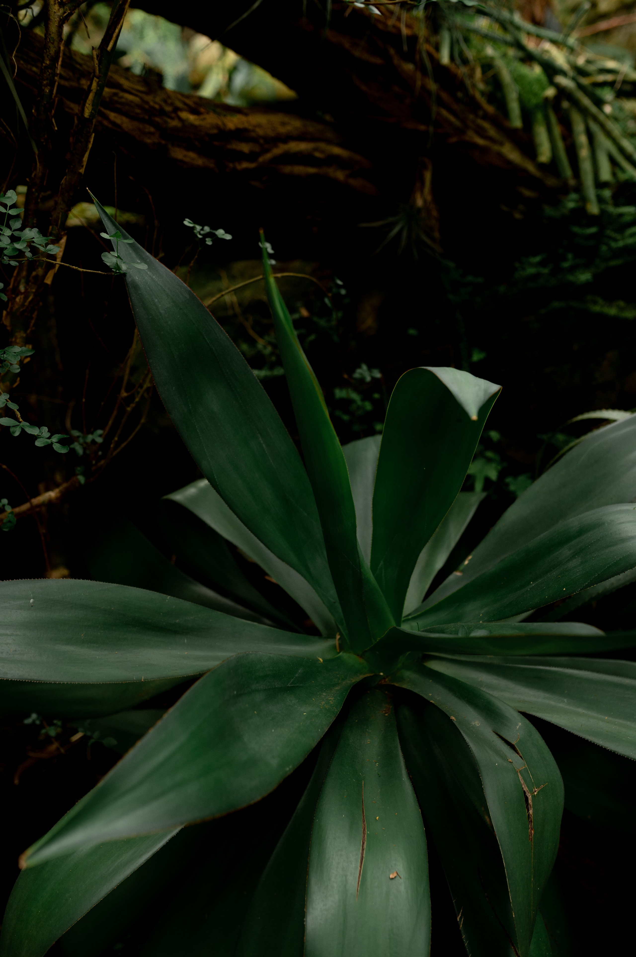 CannaXlife CBD products. ANNA-MARIA PHOTO CONTENT CREATOR — фотограф, естет, художник і візуальний експерт Instagram у Празі