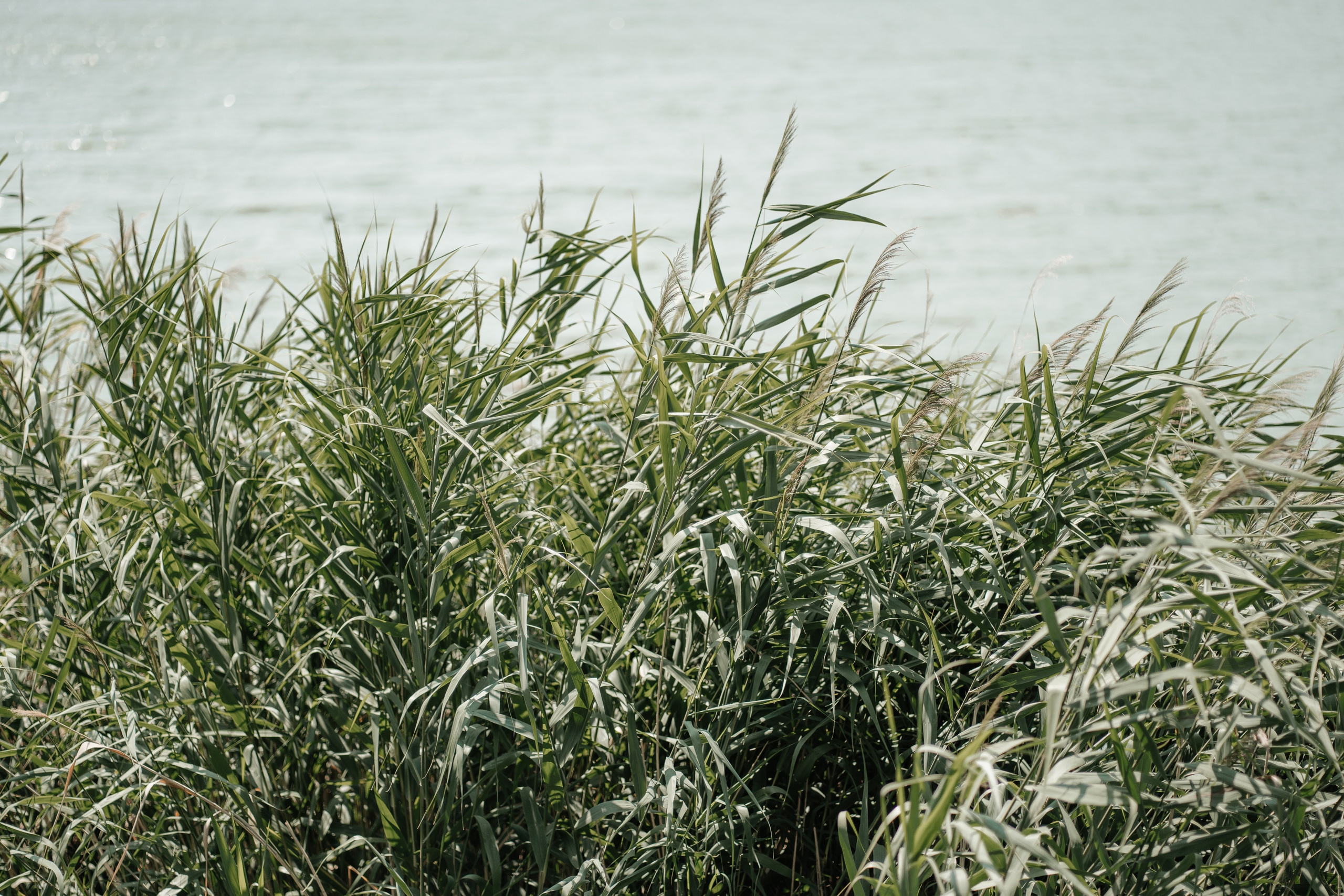 Cununie civila in aer liber si sedinta foto de cuplu. Proud Vision Weddings | Wedding Photography & Film — Servicii profesionale Foto Video Nunta Iasi