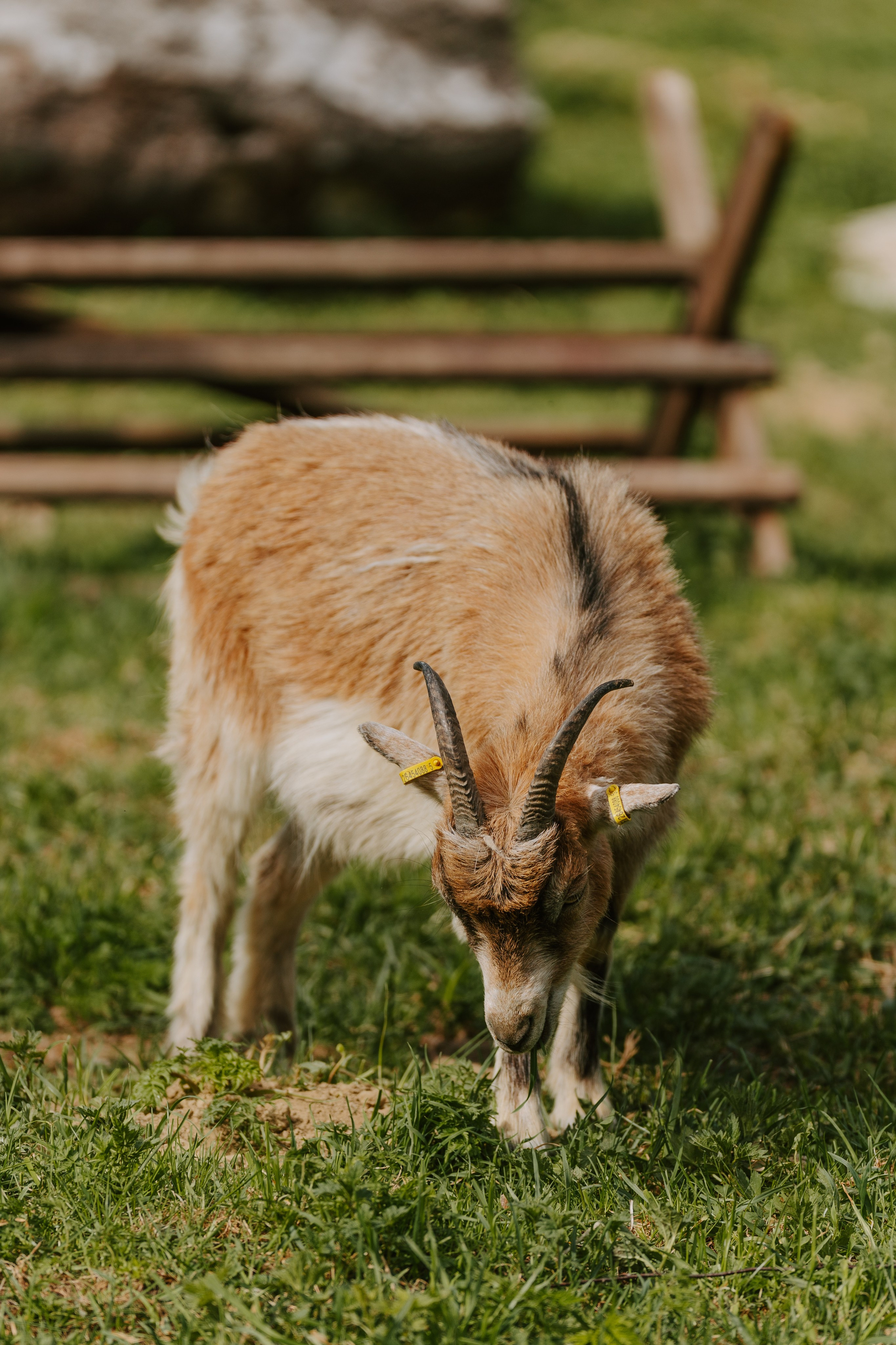 Sinkkolan kotieläinpiha