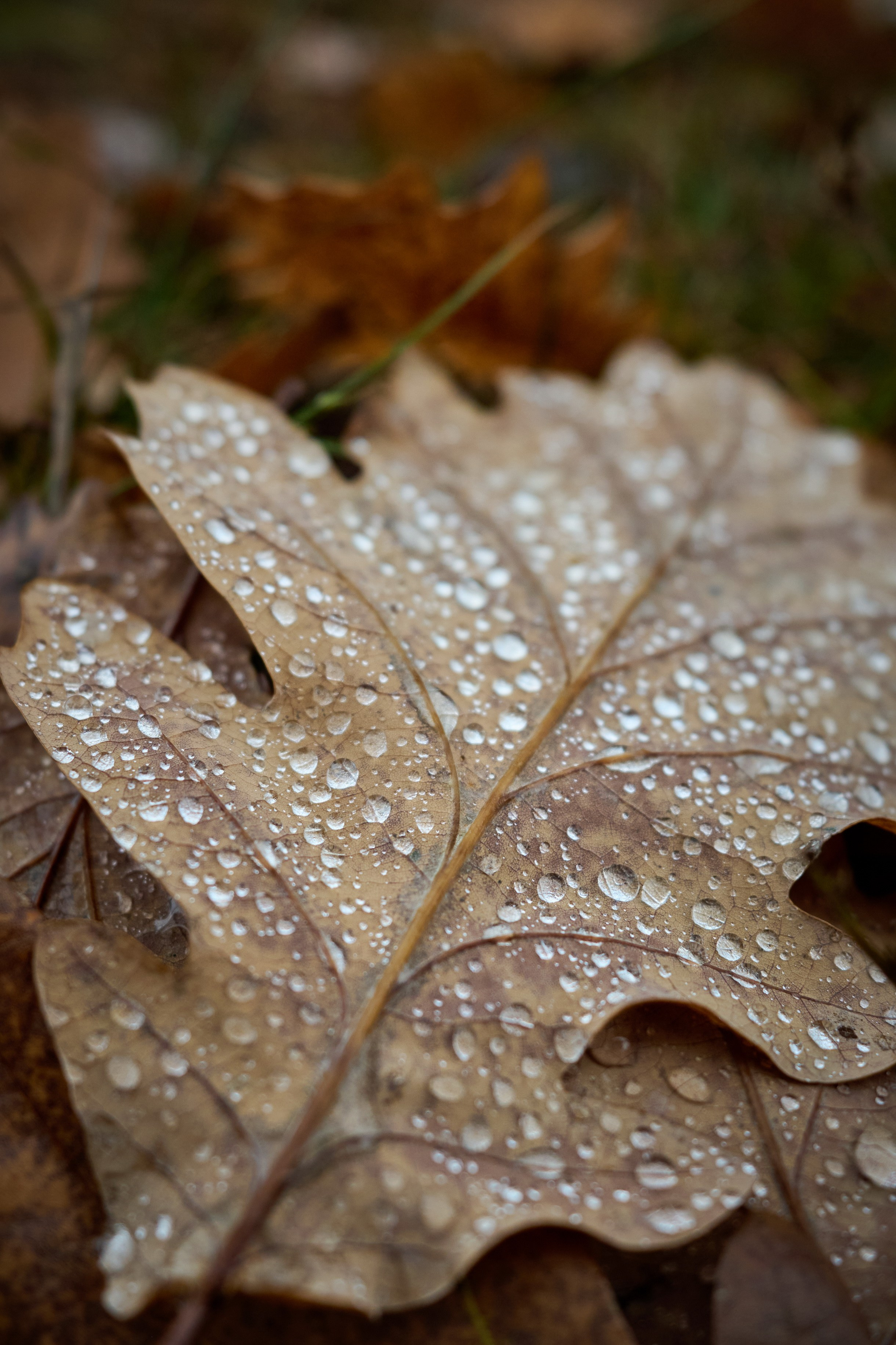 Close-Up. Yuri Popkov | Photographer