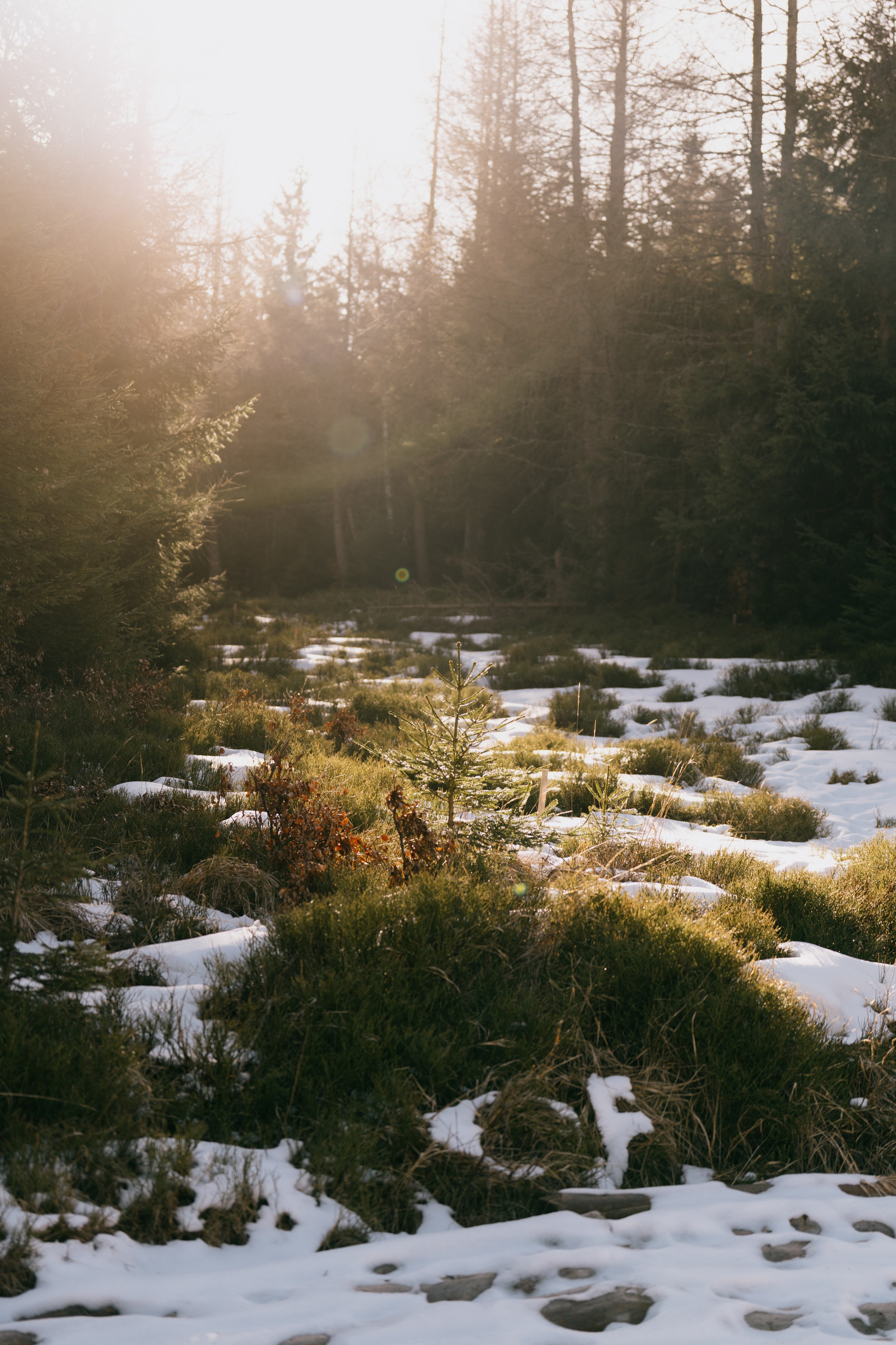 Landscape. Fotograf Poznan