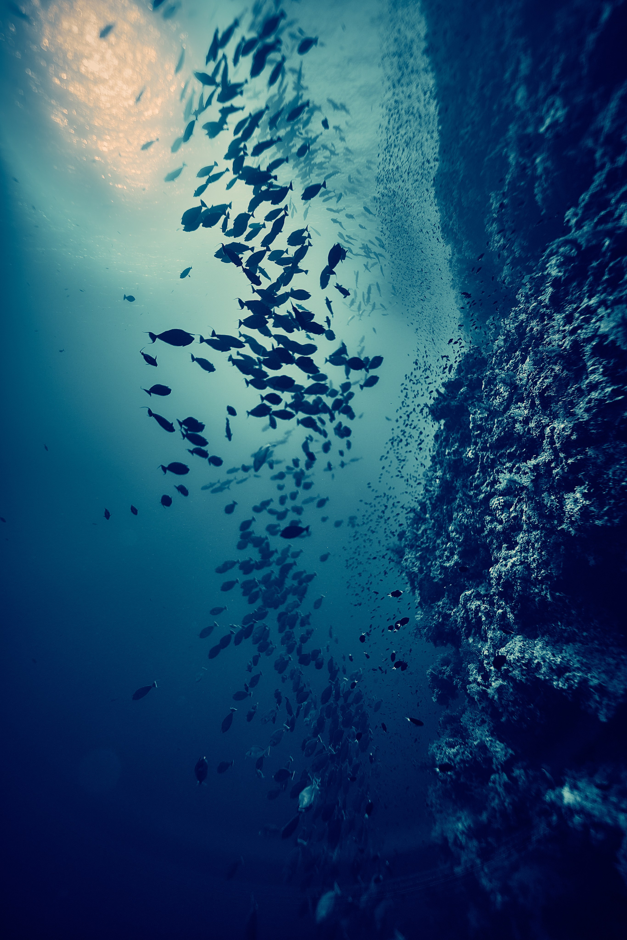 Fotograf podwodny Andriej Szypiłow - Fauna i flora Czerwonego i Adriatyckiego Mórz. Andriej Szypilow - Fotografia & Wideografia