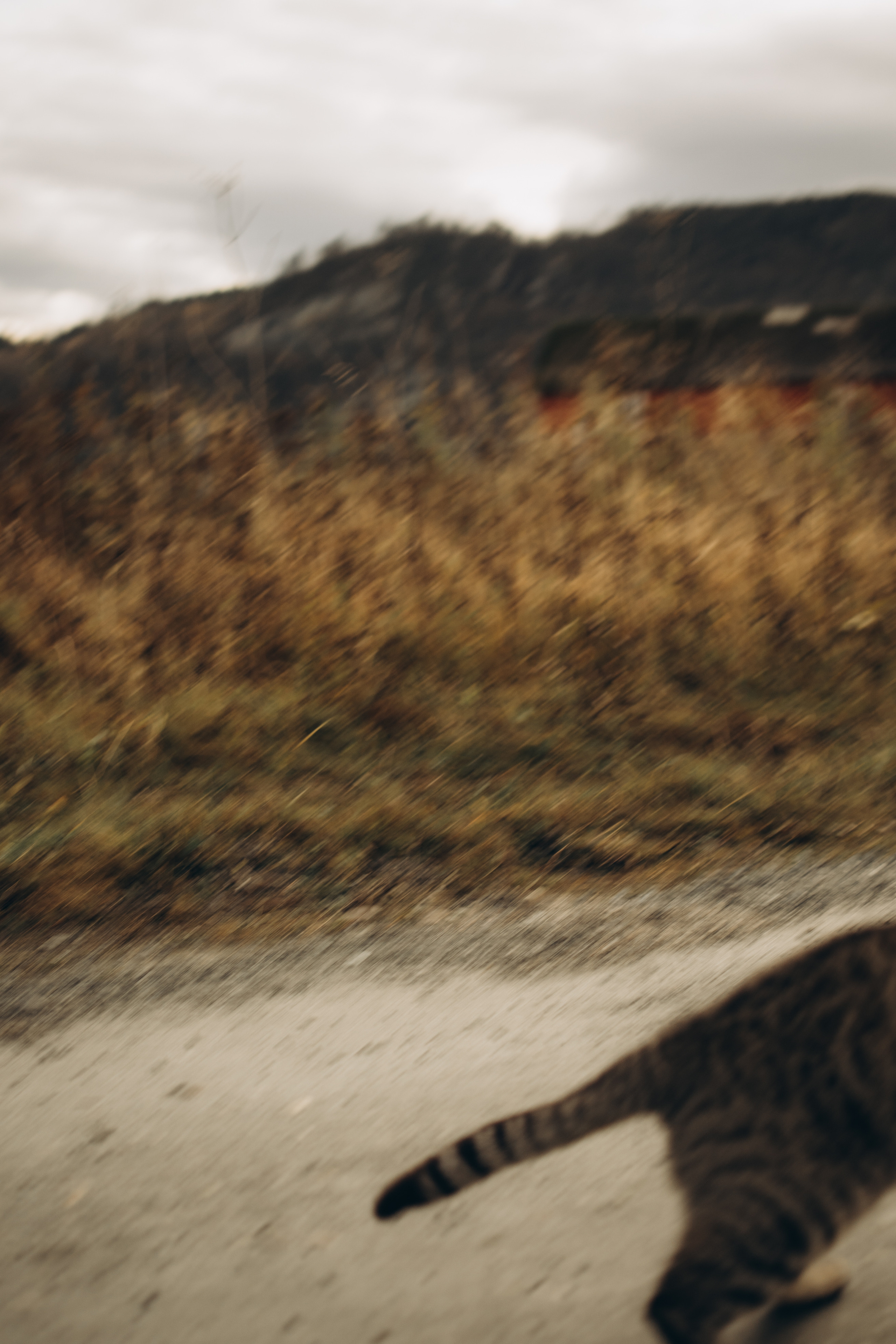 AGA´S AUTUMN. Photographer and videographer in Norway and Slovakia Andrea Zemko