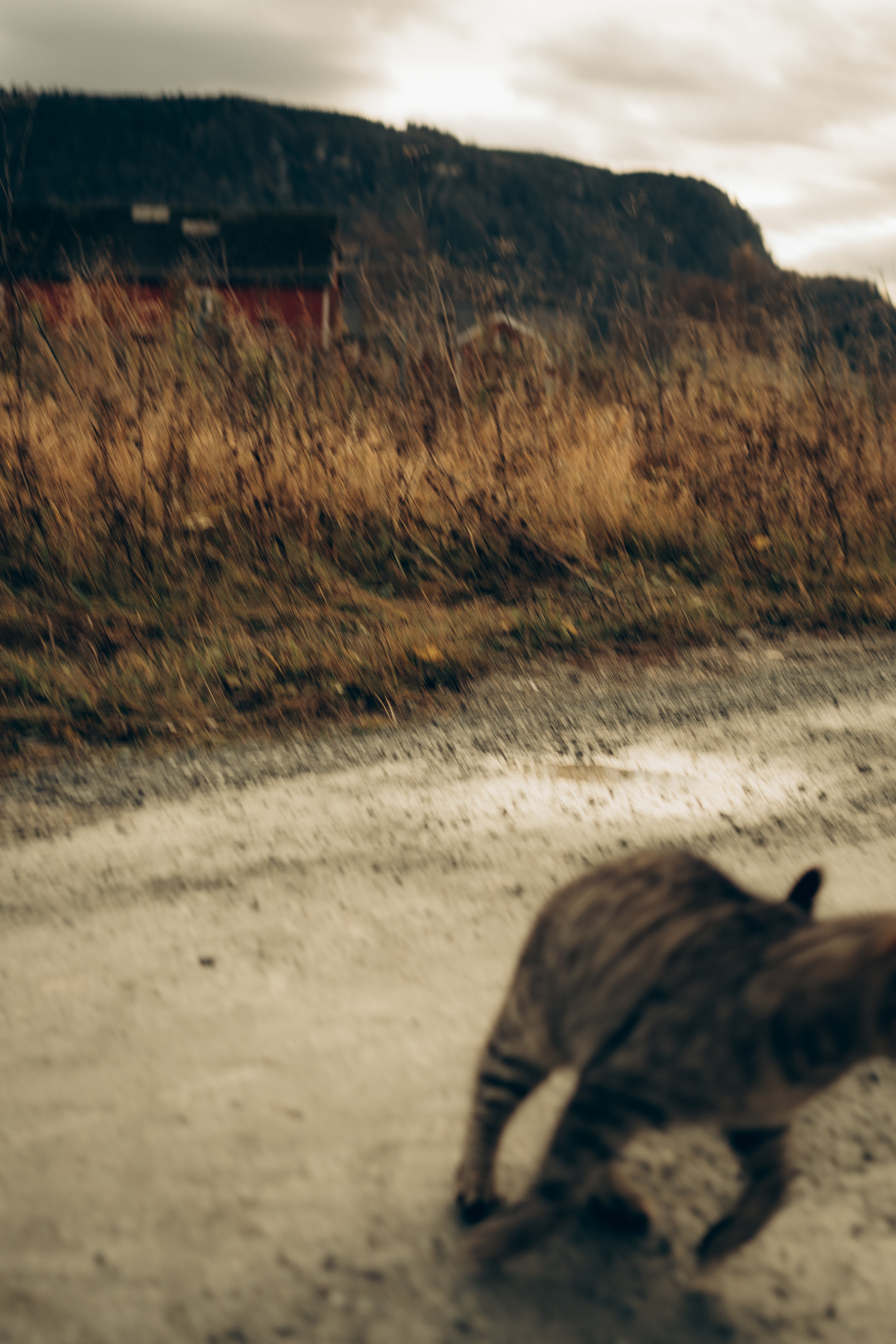 AGA´S AUTUMN. Photographer and videographer in Norway and Slovakia Andrea Zemko