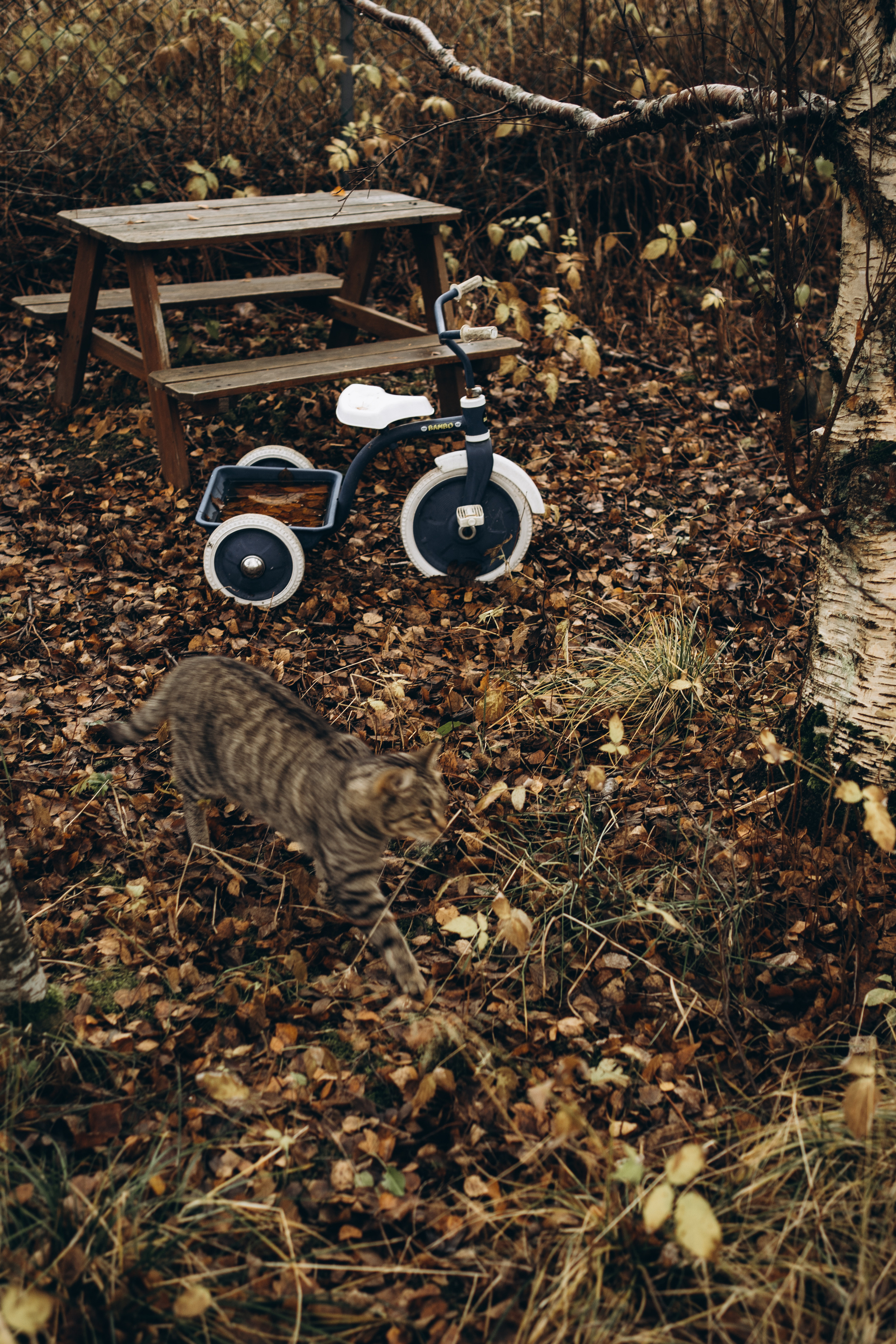 AGA´S AUTUMN. Photographer and videographer in Norway and Slovakia Andrea Zemko