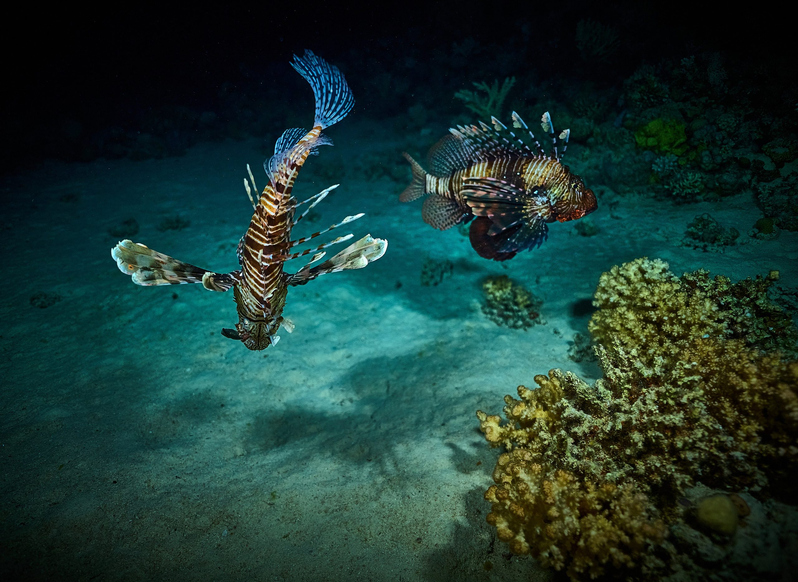 Fotograf podwodny Andriej Szypiłow - Fauna i flora Czerwonego i Adriatyckiego Mórz. Andriej Szypilow - Fotografia & Wideografia
