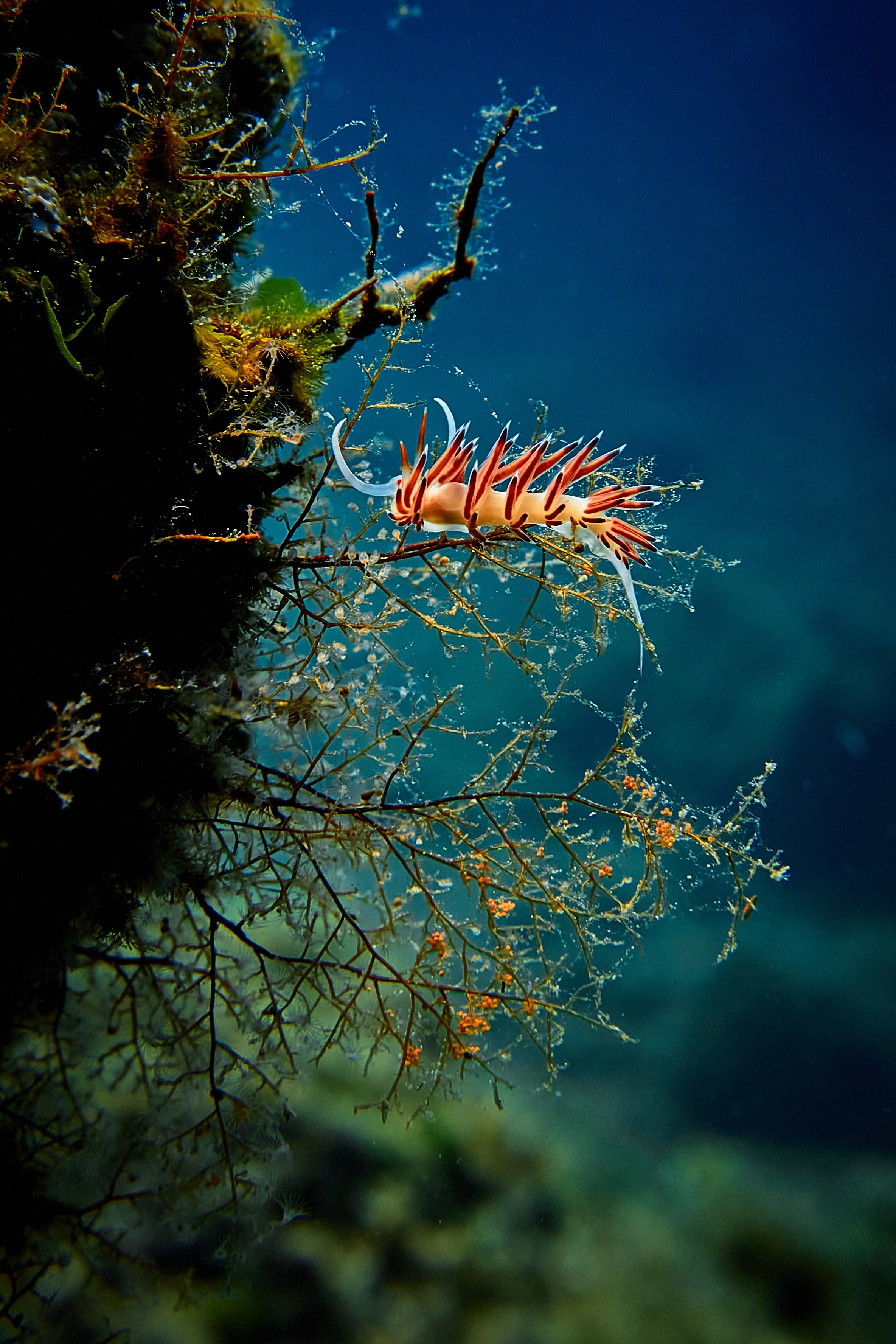 Fotograf podwodny Andriej Szypiłow - Fauna i flora Czerwonego i Adriatyckiego Mórz. Andriej Szypilow - Fotografia & Wideografia