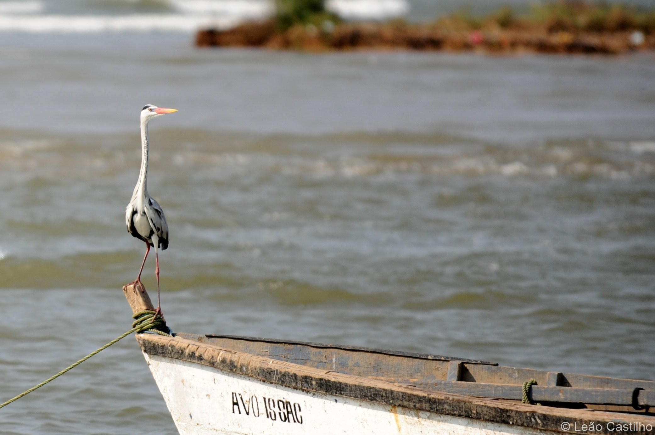 Photos of animals. Simbahalu