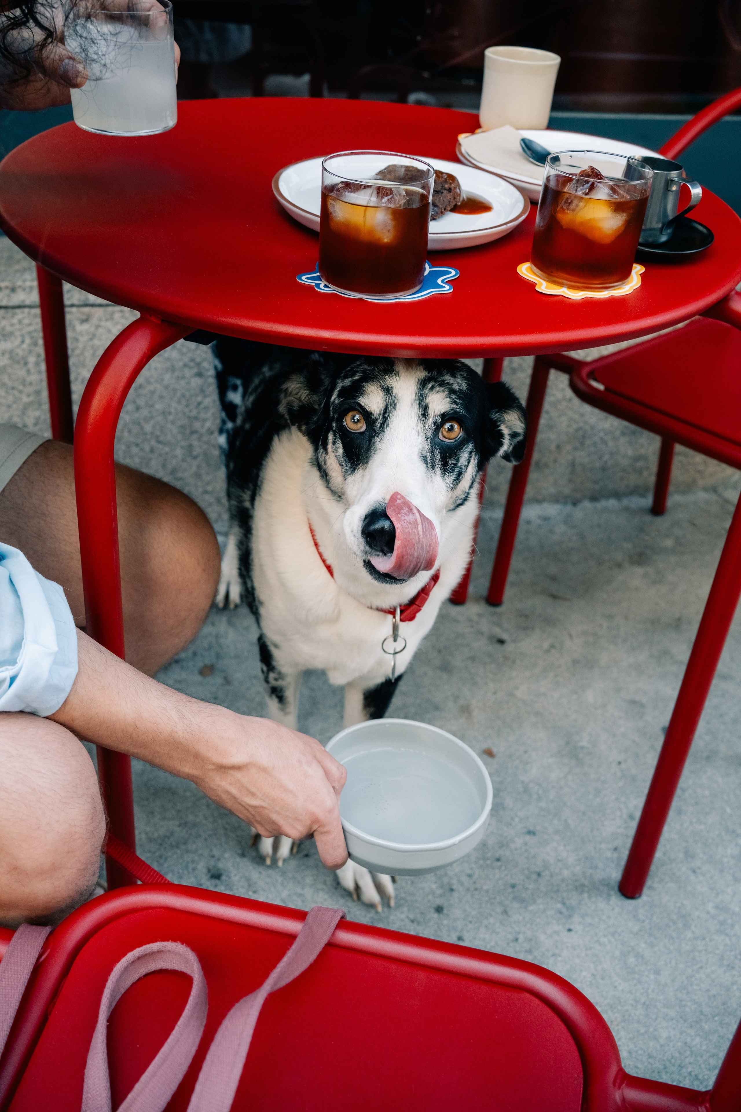 Yana & Pedro & Doggos. Maria Sher. Fotógrafa profissional do Porto, Portugal