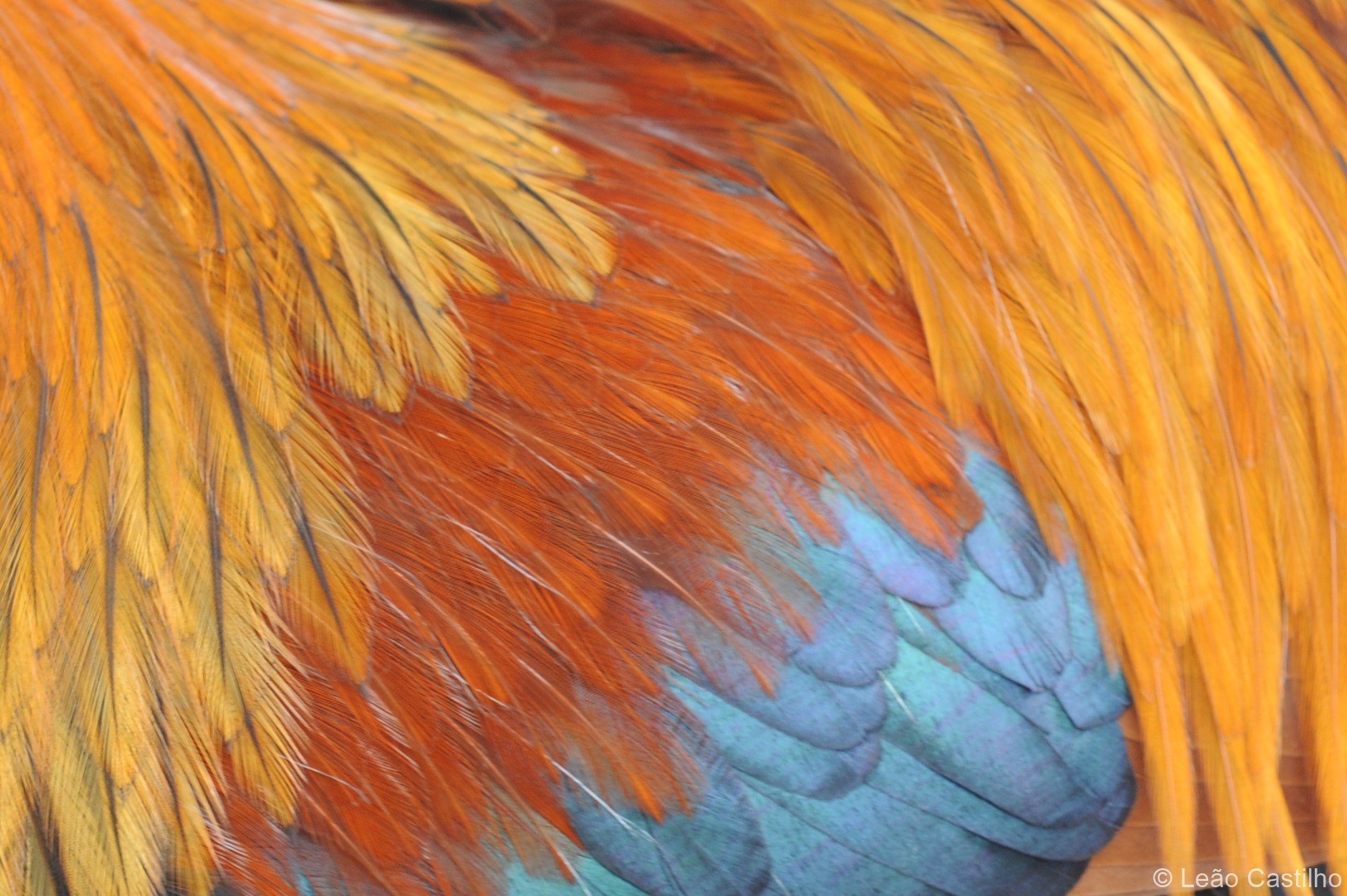 Photos of animals. Simbahalu