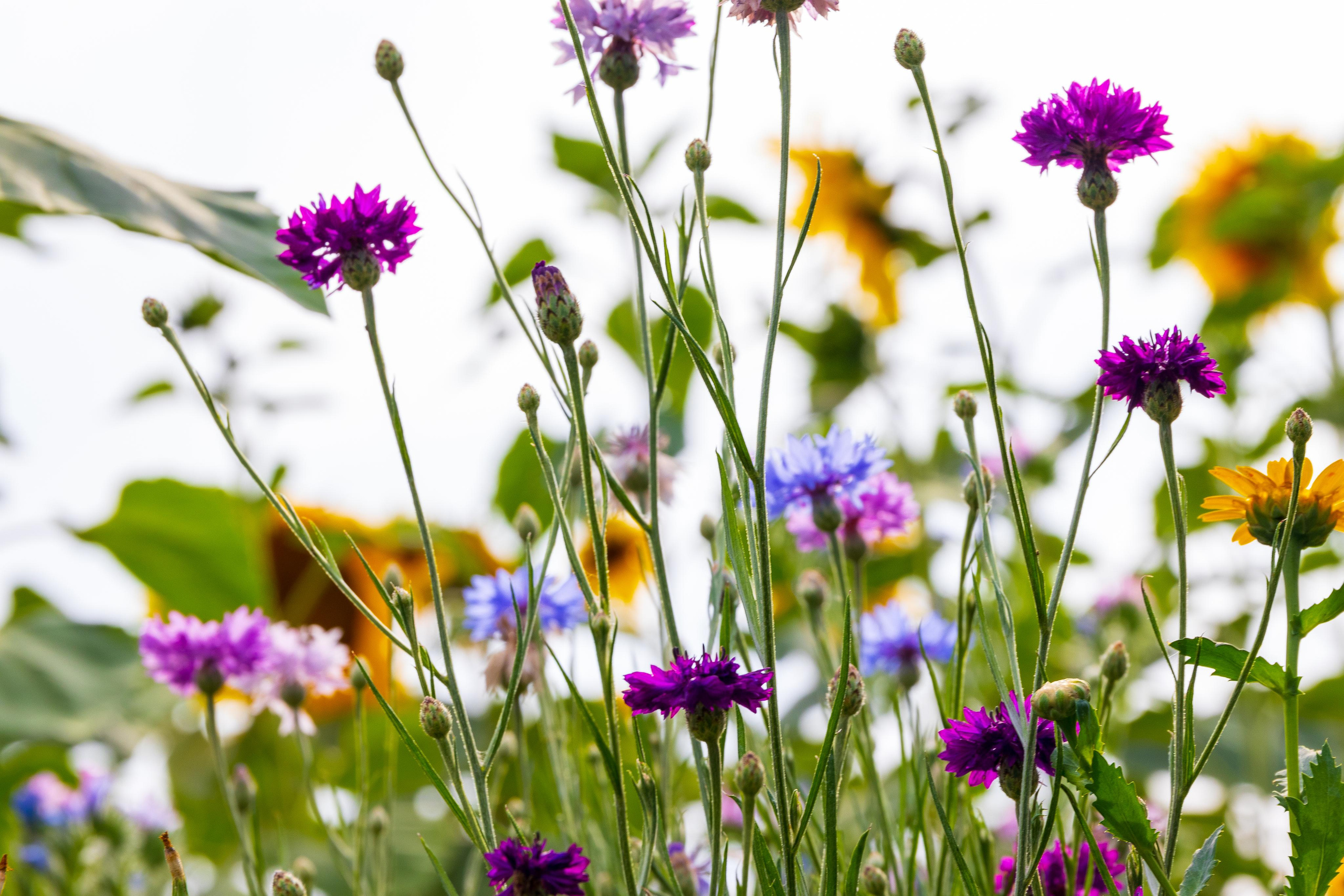 Contact. Sam Jobi Media