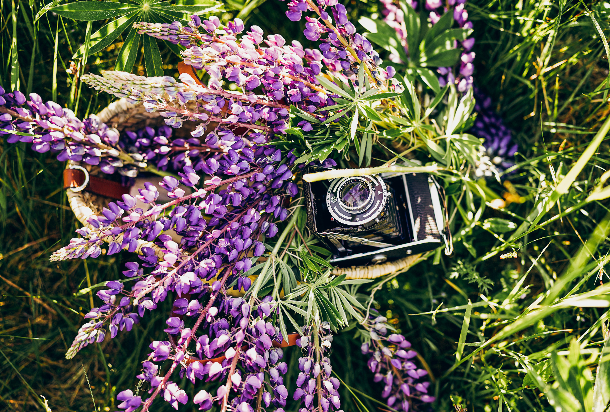 Дикие люпины. Семейный, детский и женский фотограф в Германии, Трире