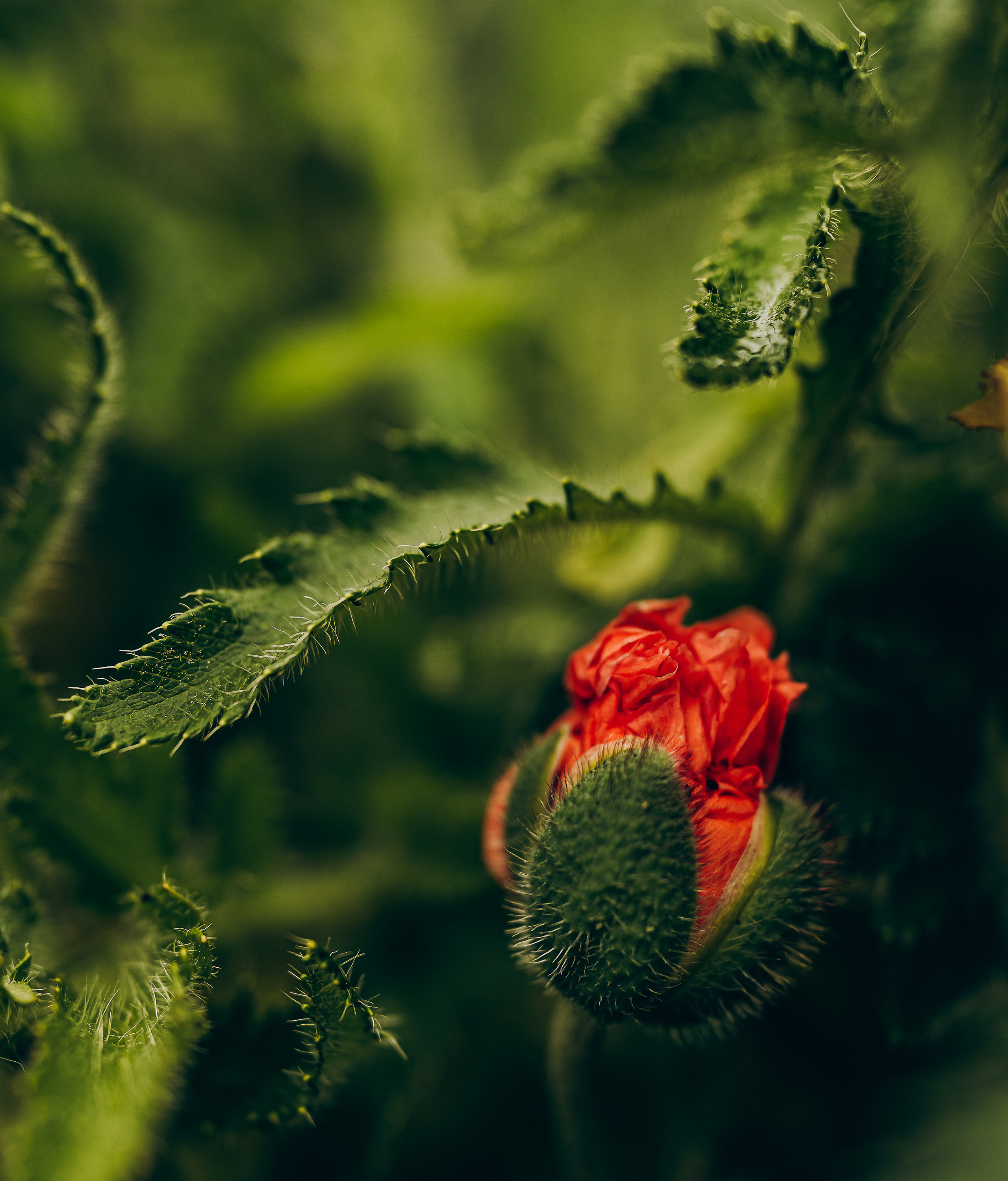 Childhood. Семейный, детский и женский фотограф в Германии, Трире
